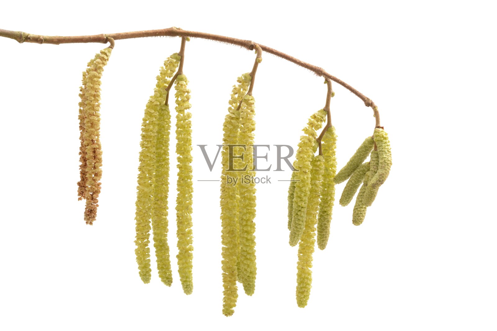 挂淡褐色开花了照片摄影图片