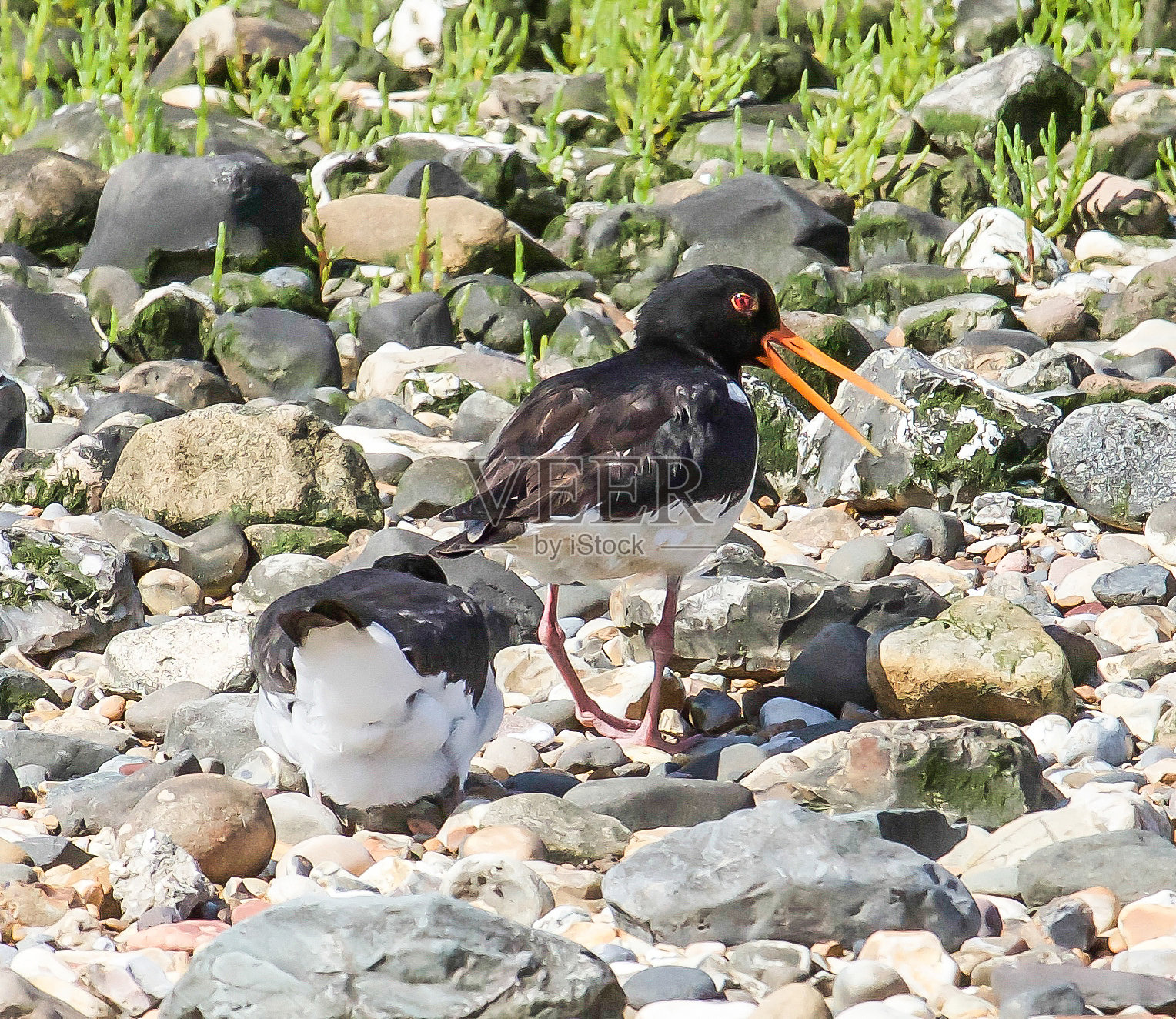 蛎鹬照片摄影图片