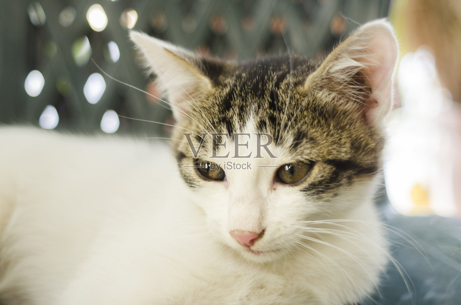 猫的肖像照片摄影图片