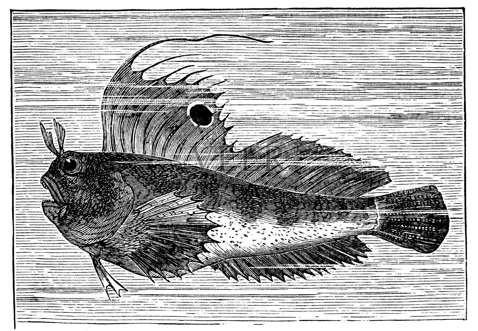斑蝶的仿古插图设计元素图片