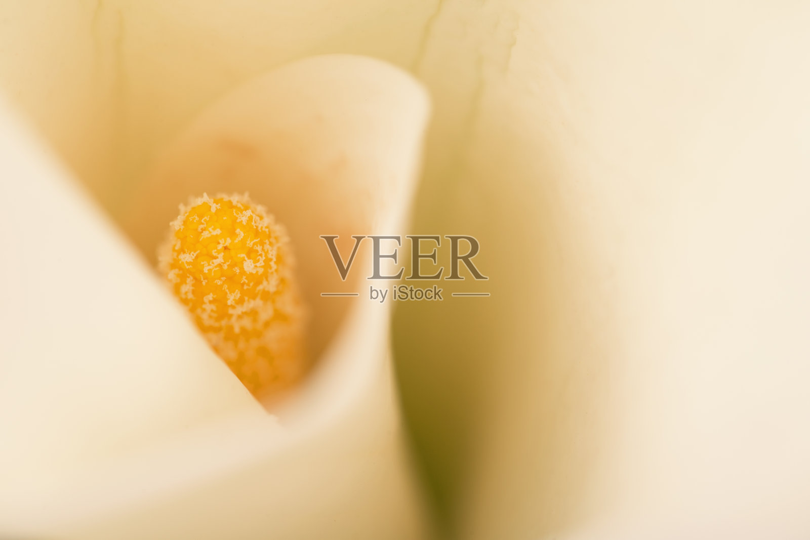 马蹄莲的细节照片摄影图片