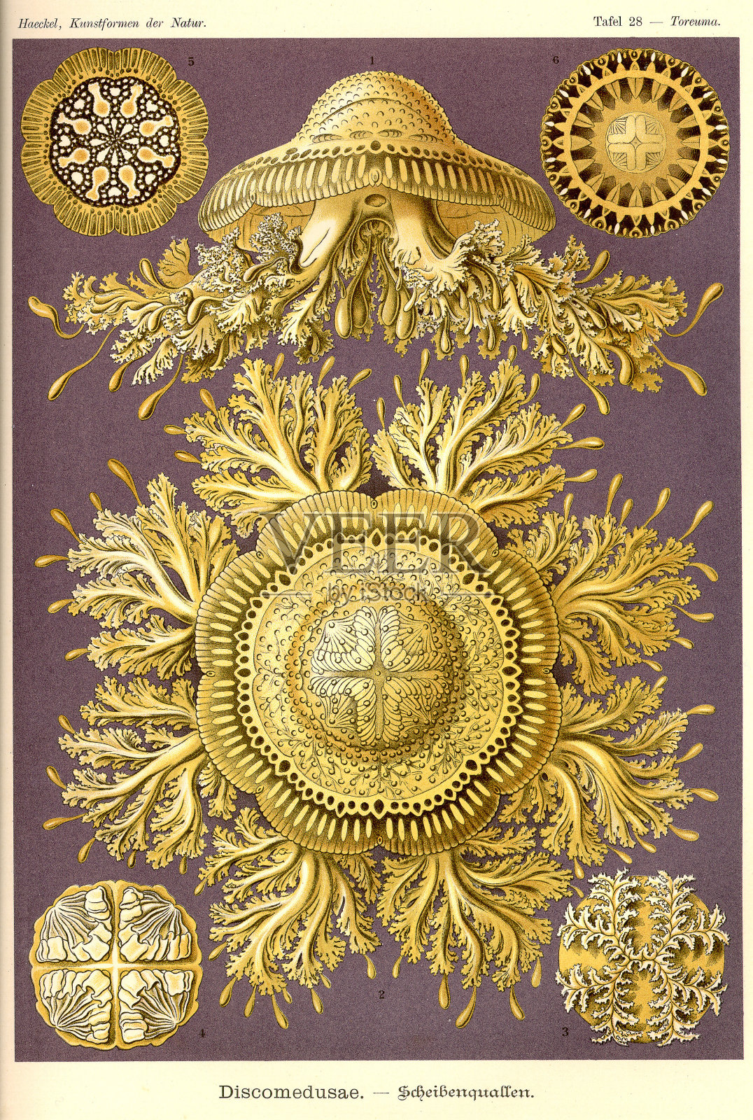 Fauna KdN t028 -神经分析插画图片素材