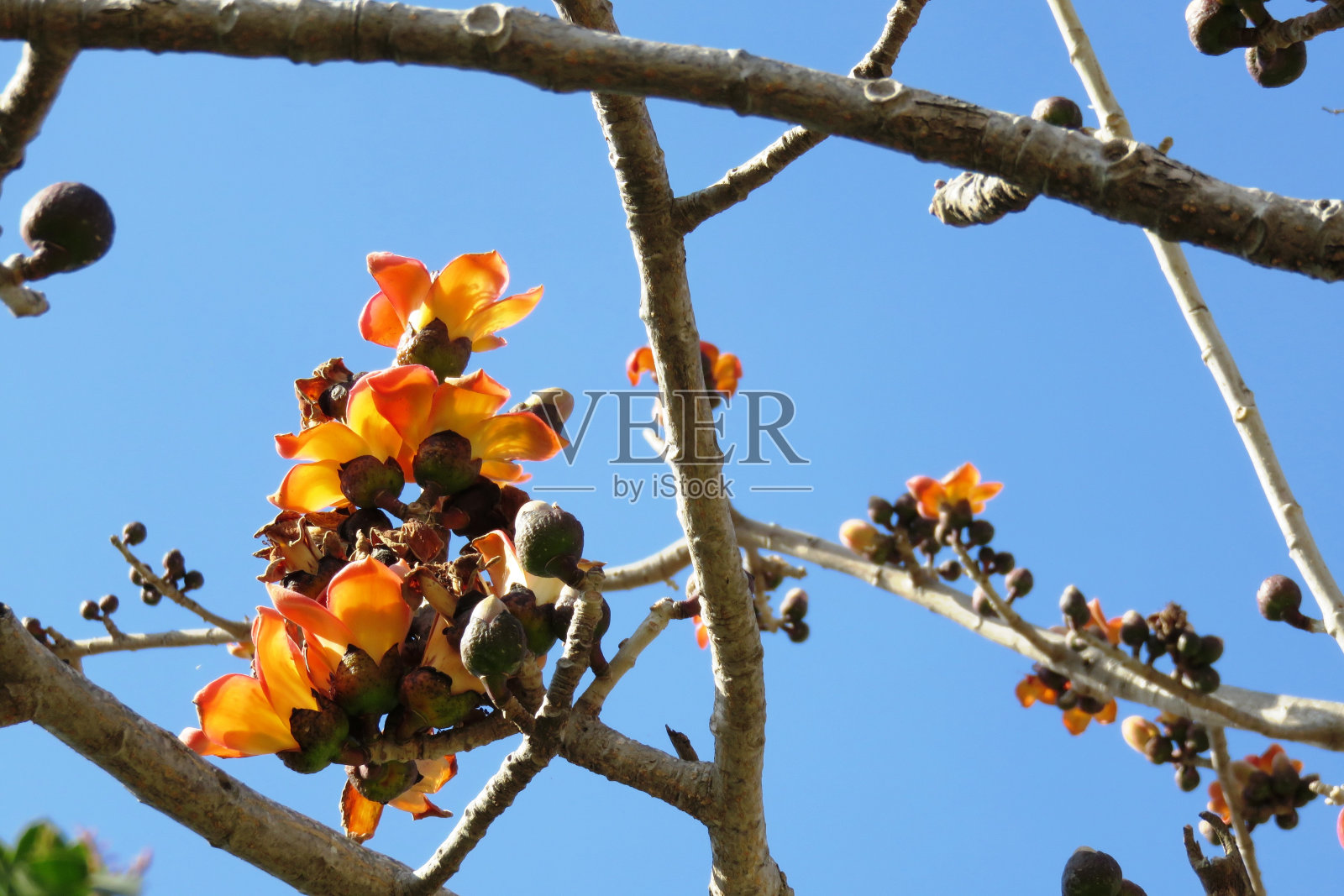香橙花照片摄影图片