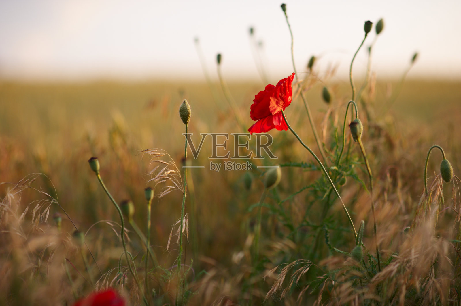 红色罂粟花照片摄影图片