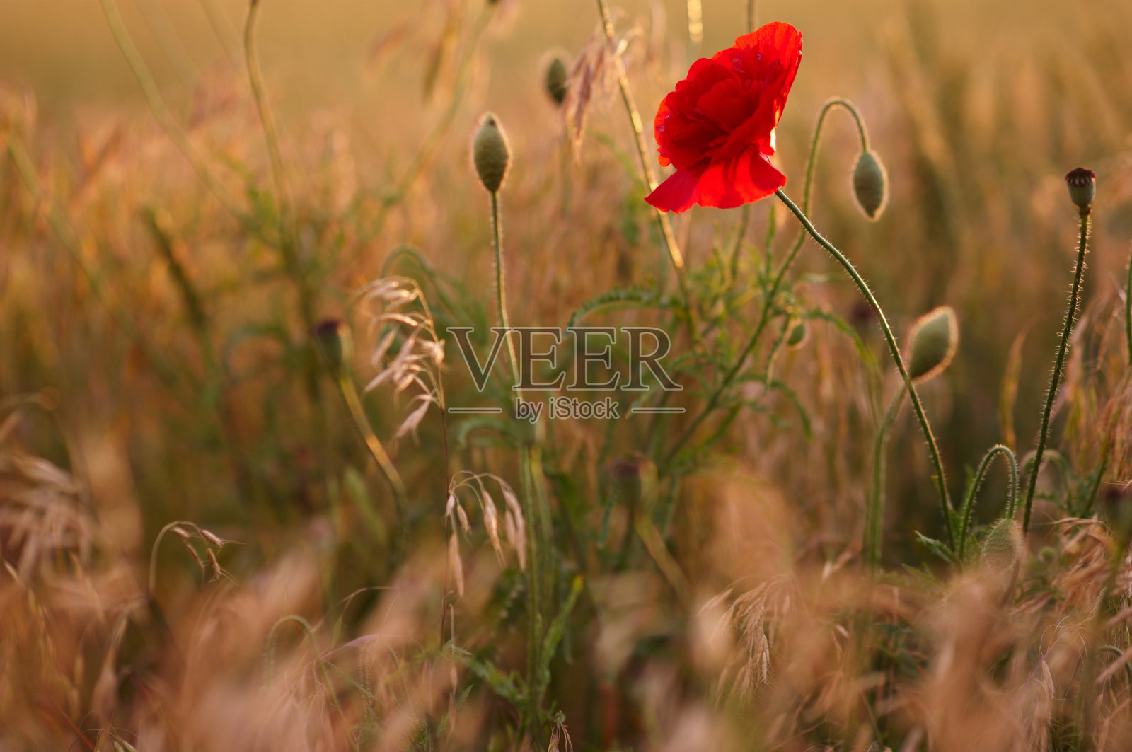 红色罂粟花照片摄影图片