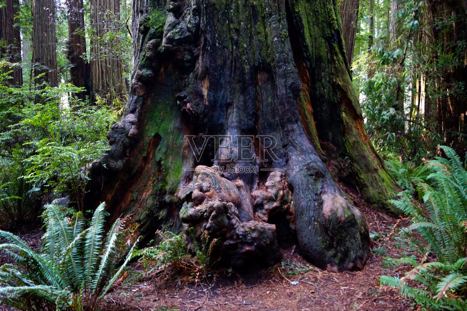 结实的格罗夫节照片摄影图片