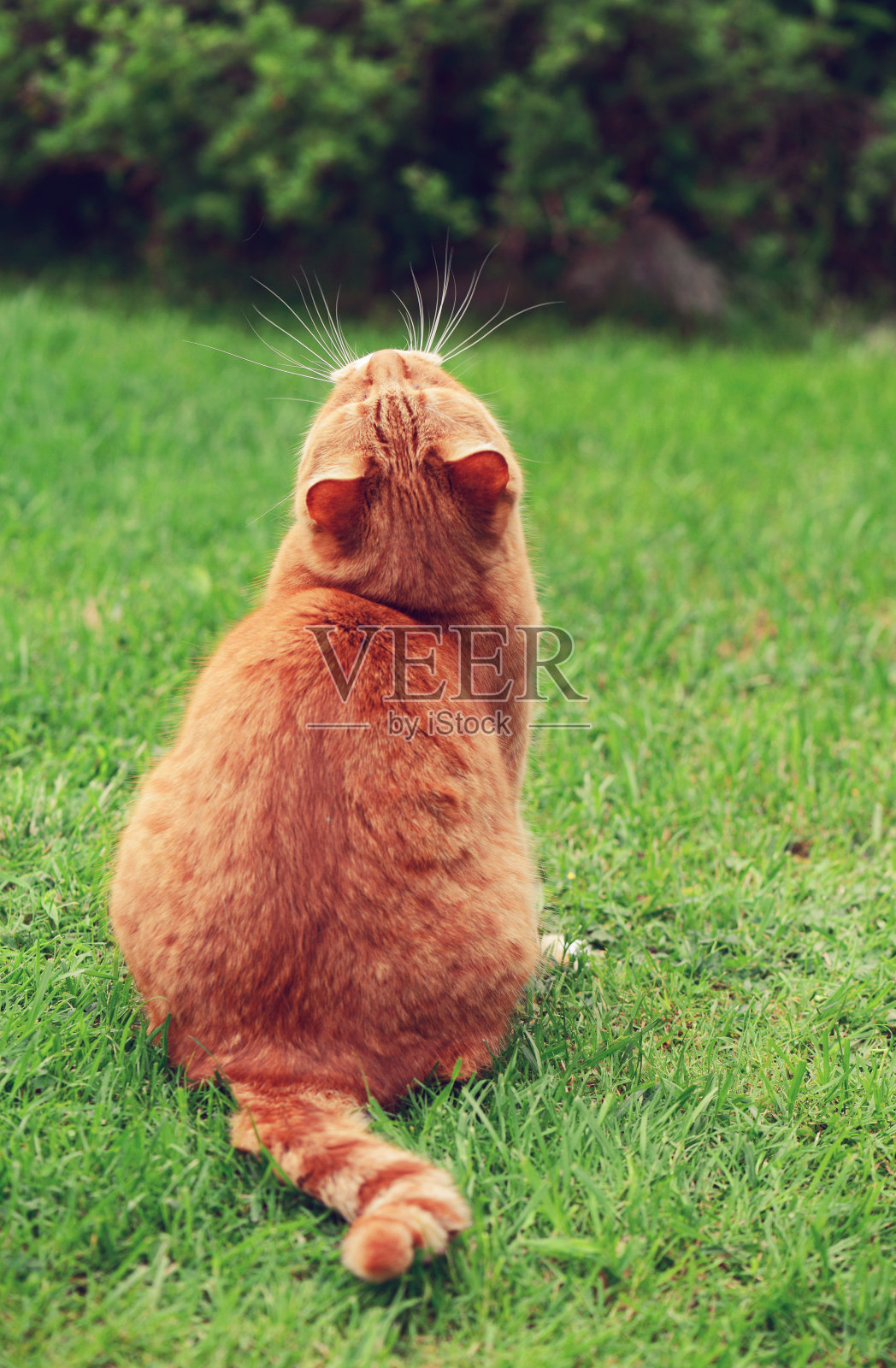 草坪上有只姜猫照片摄影图片