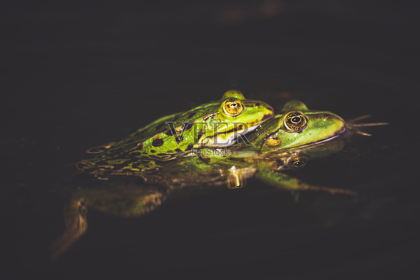 正在进行交配行为的绿水蛙照片摄影图片