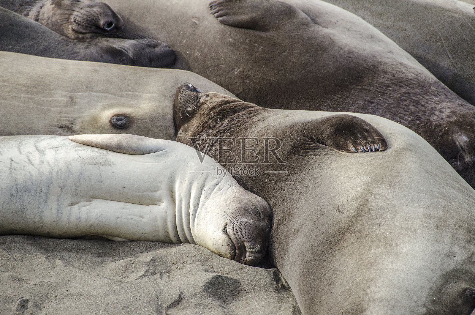象海豹小睡照片摄影图片