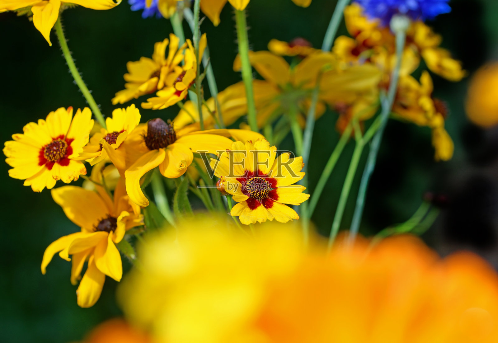 夏花照片摄影图片