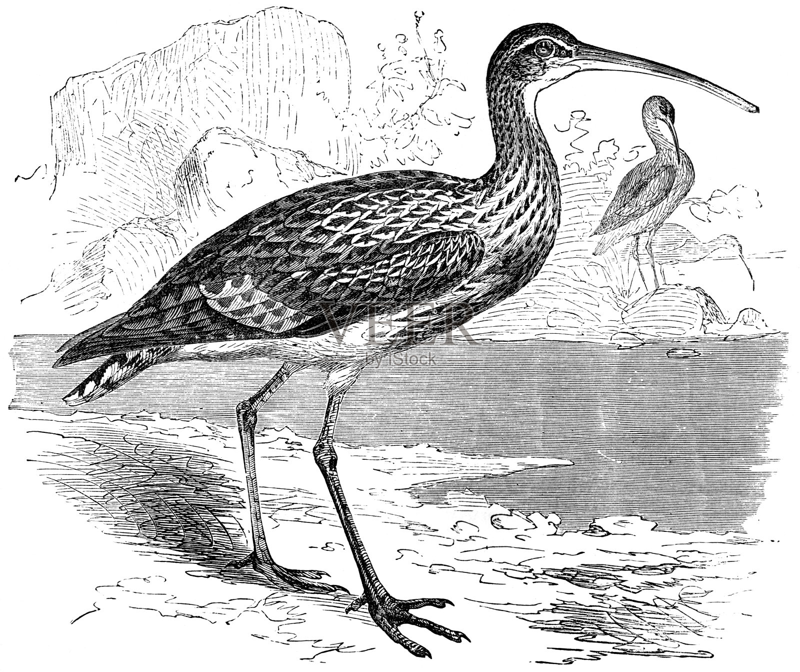 麻鹬插画图片素材