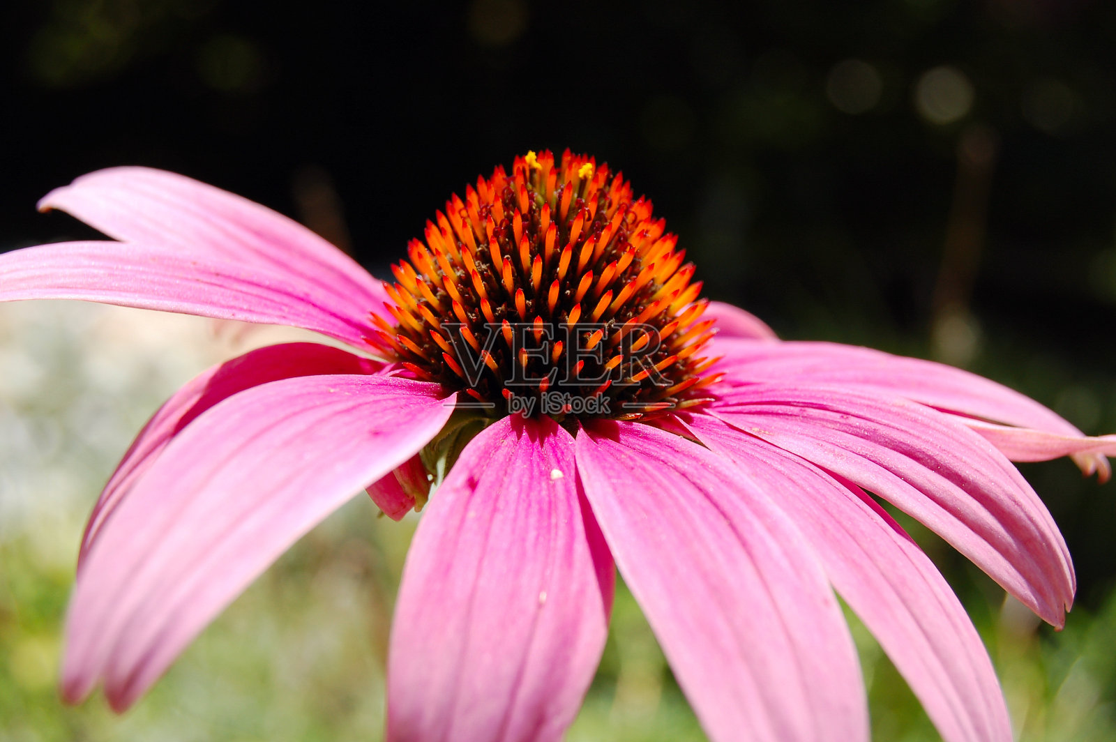 紫锥菊-能治愈的花。照片摄影图片