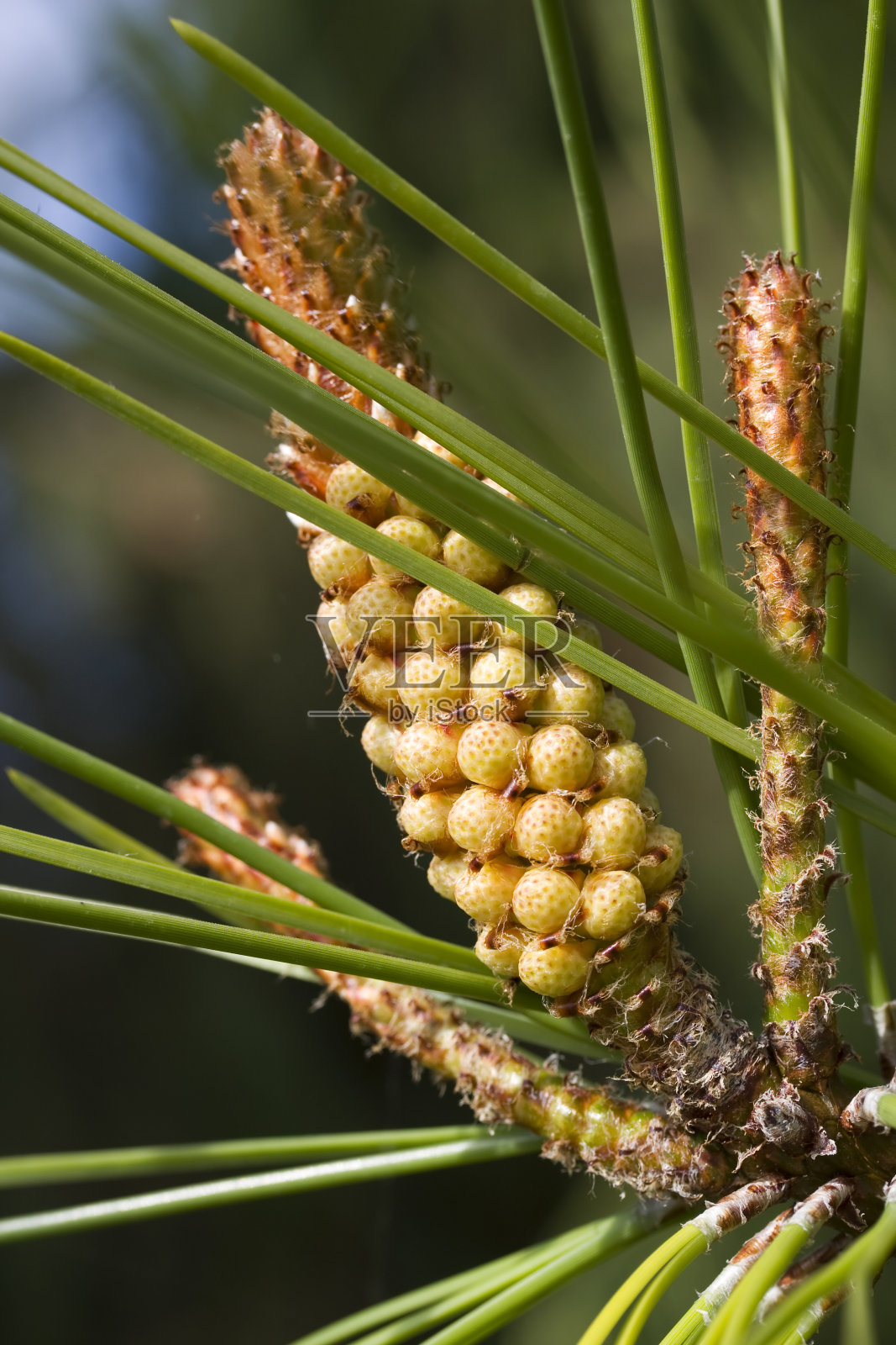 松树芽照片摄影图片