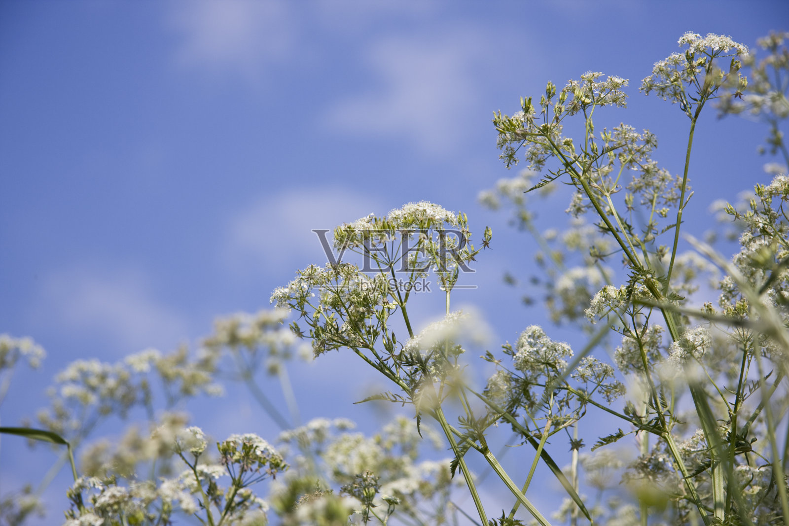 清爽的早晨照片摄影图片