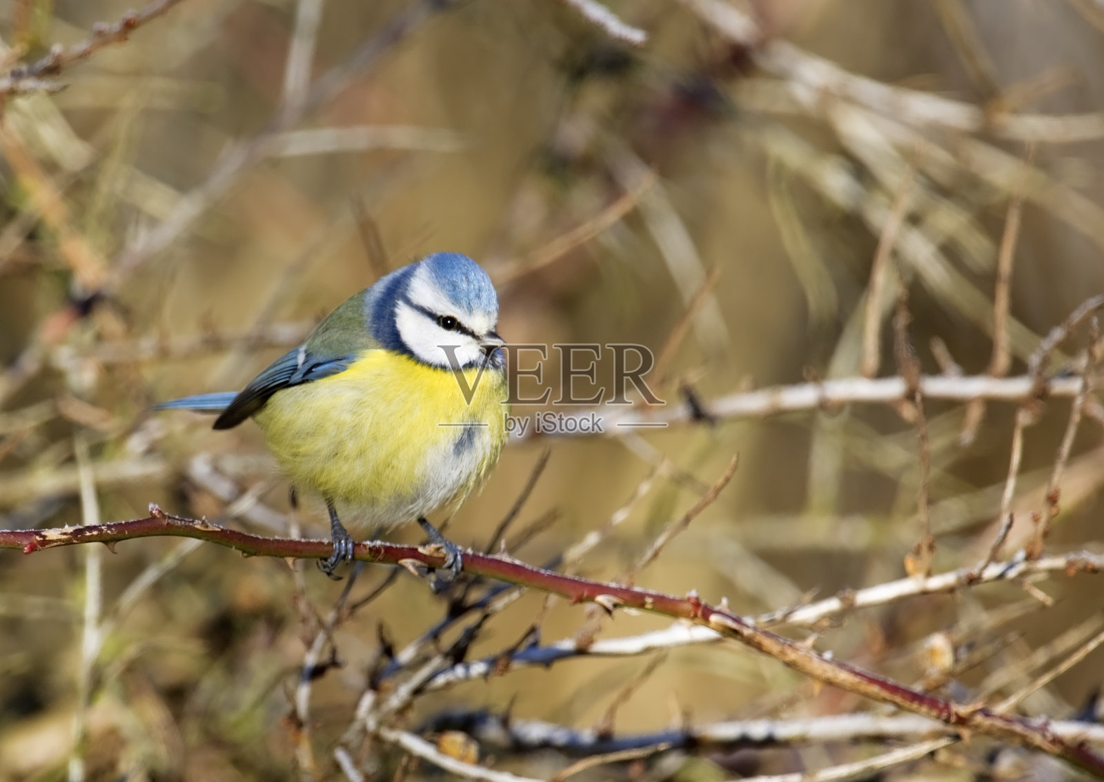 蓝山雀在冬天照片摄影图片
