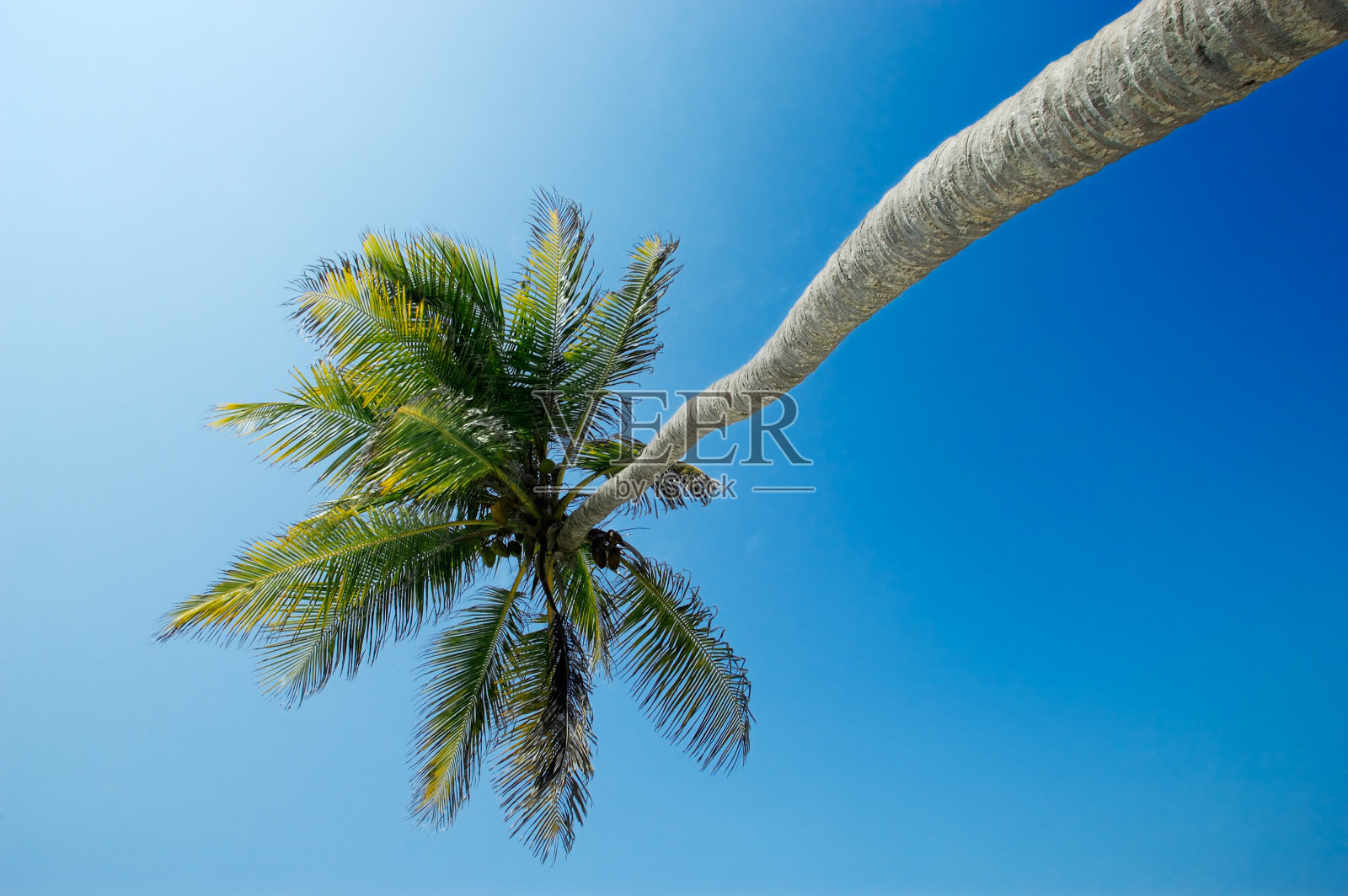 椰子树照片摄影图片