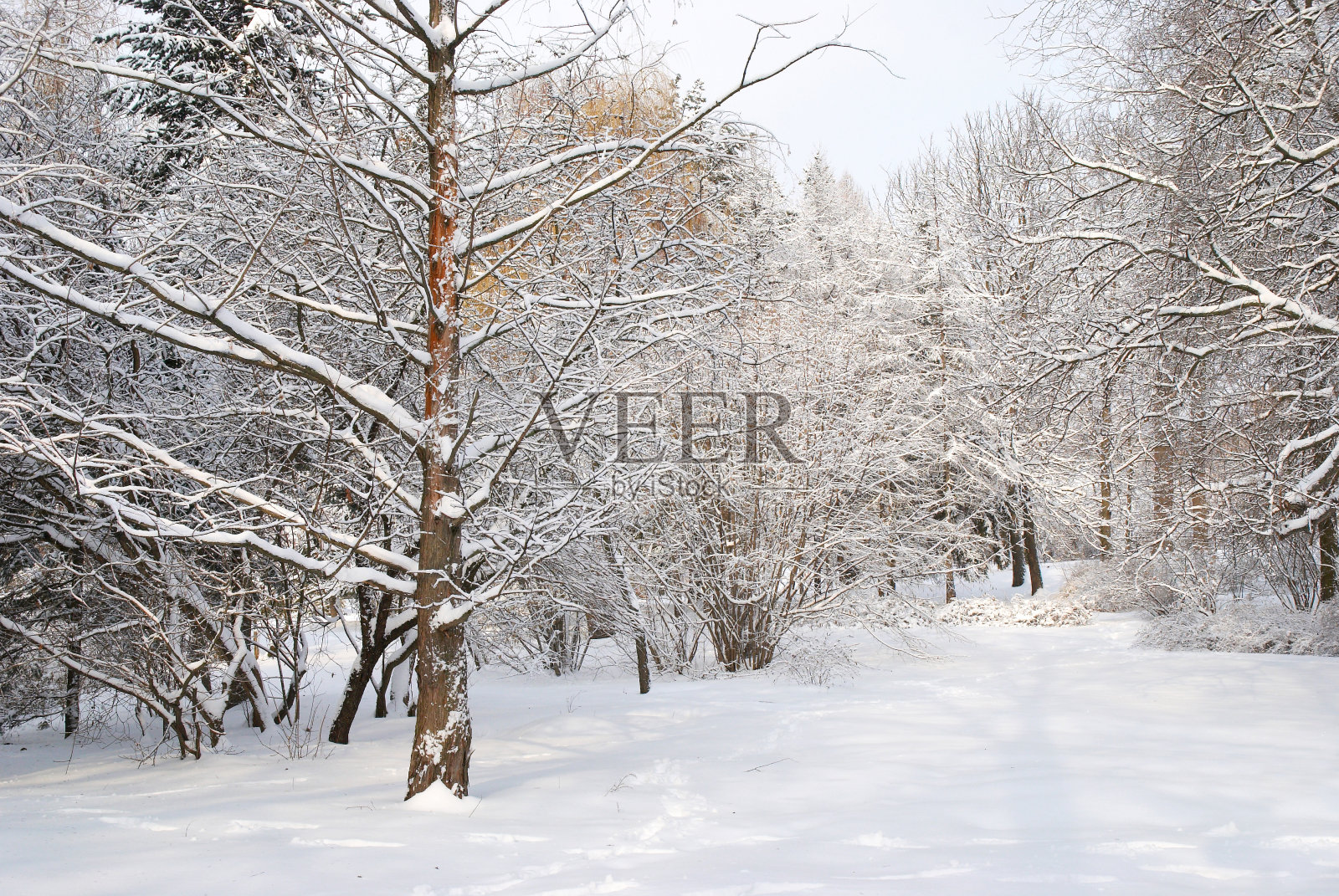 冬季新鲜照片摄影图片