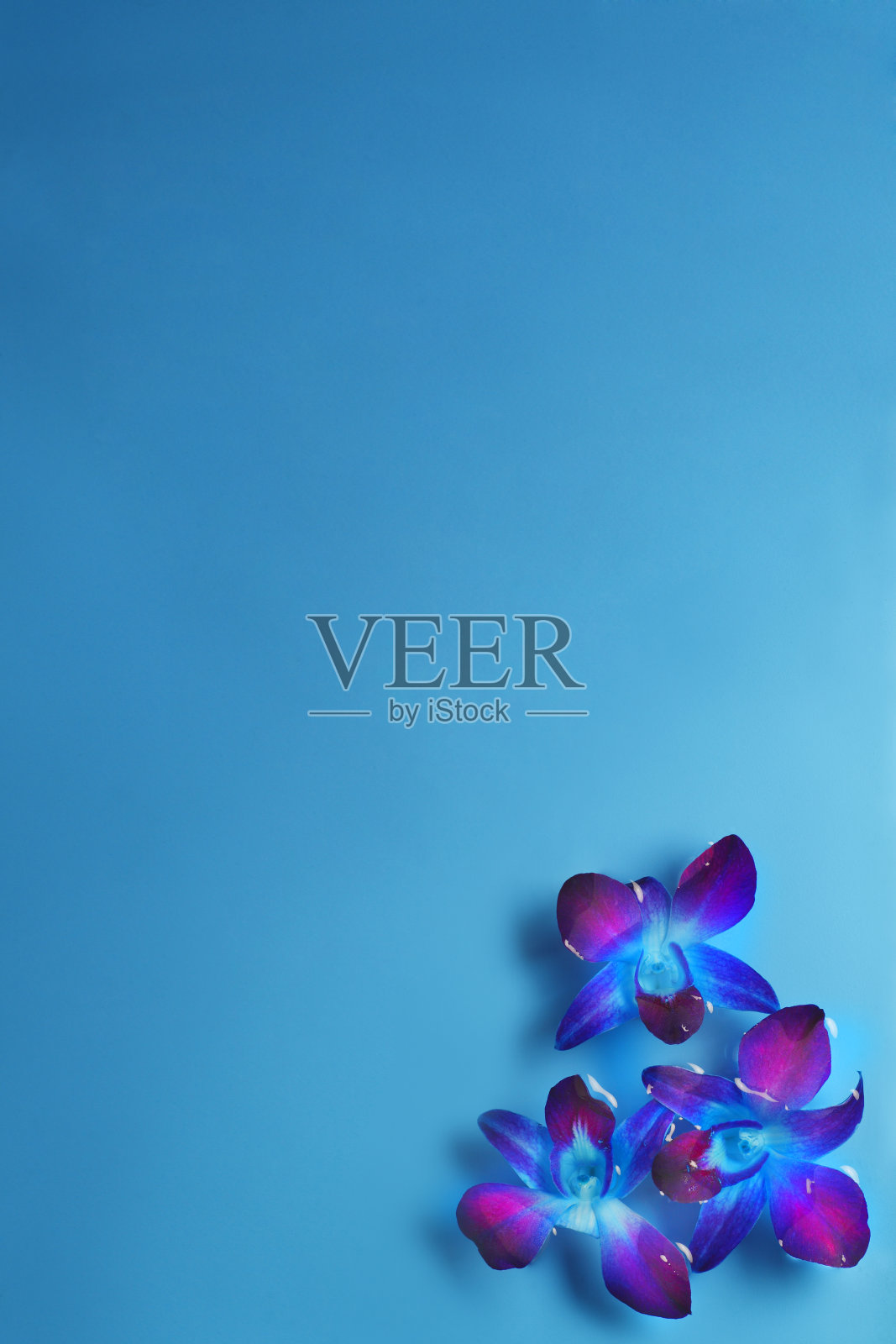 蓝色兰花在水中XXL照片摄影图片