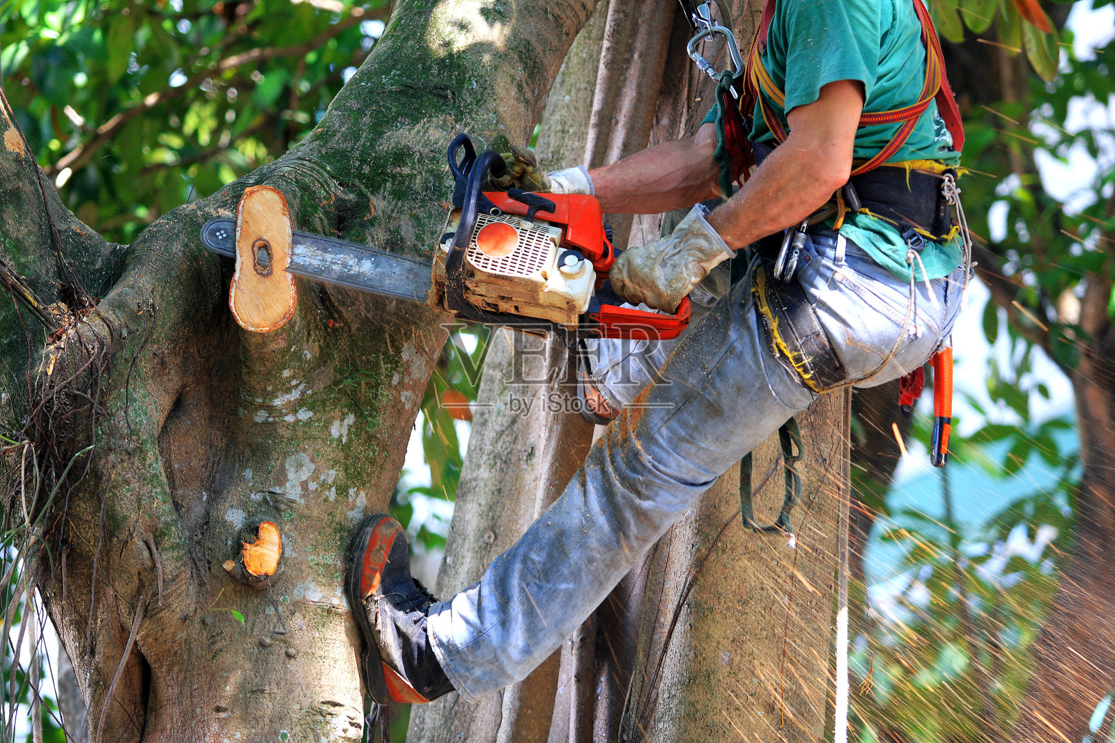 人在砍树枝照片摄影图片