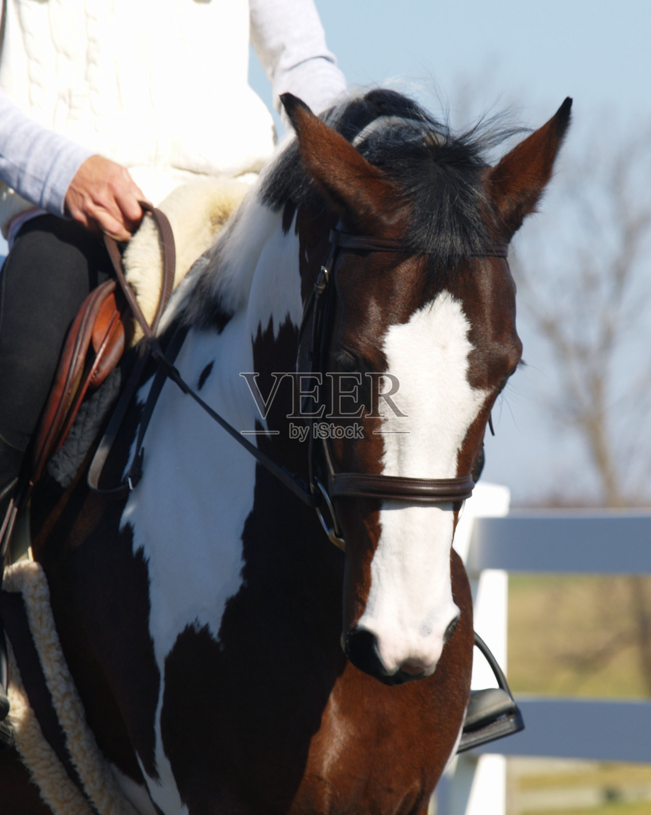 奥尔登堡平托母马照片摄影图片