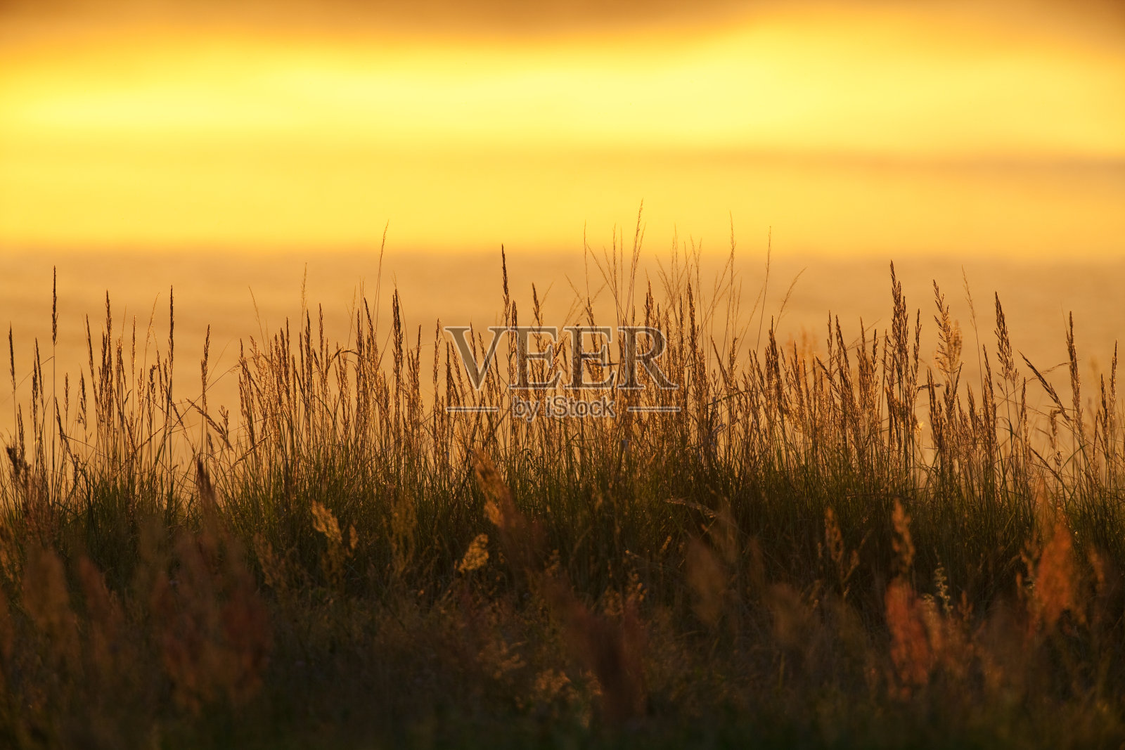 最后夕阳下的草照片摄影图片