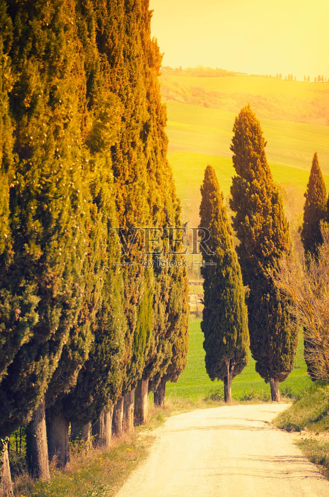 瓦尔德奥西亚乡间的一棵柏树照片摄影图片