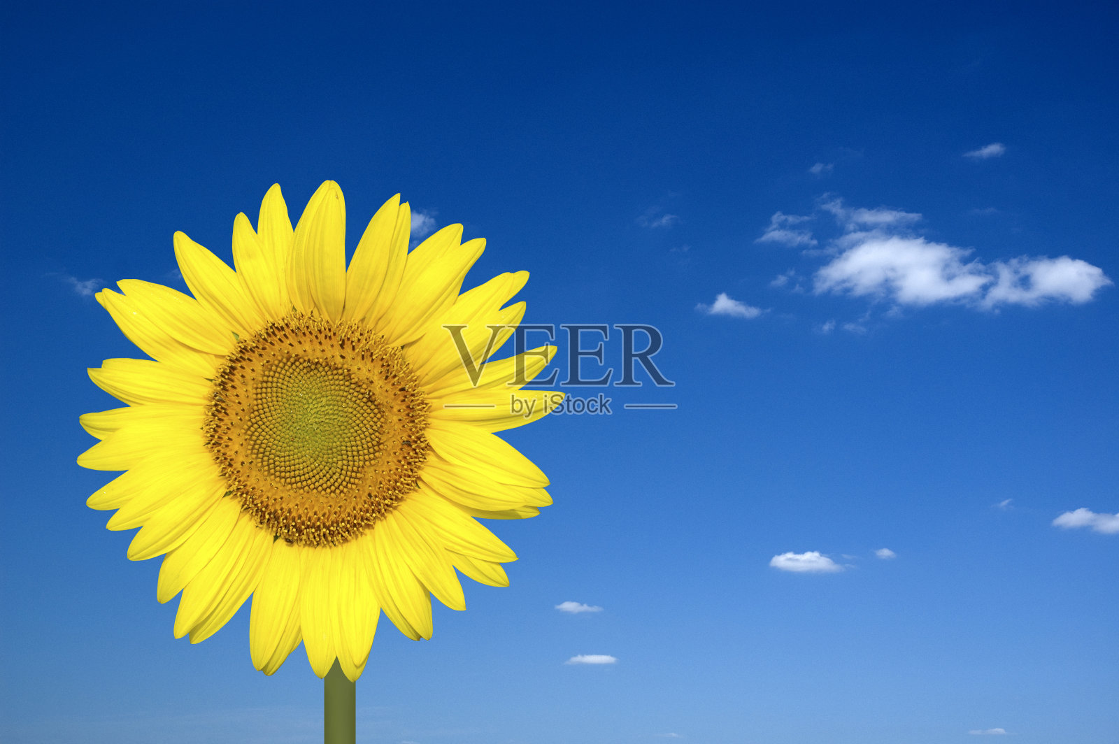 向日葵照片摄影图片