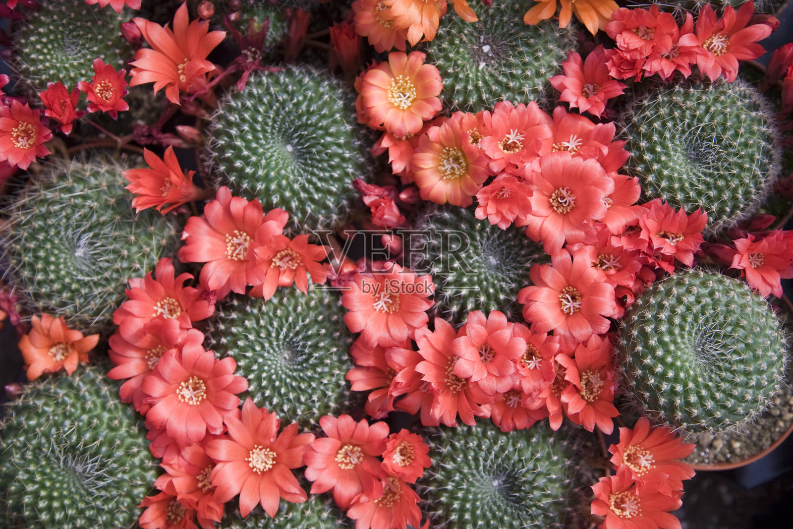 仙人掌的花照片摄影图片