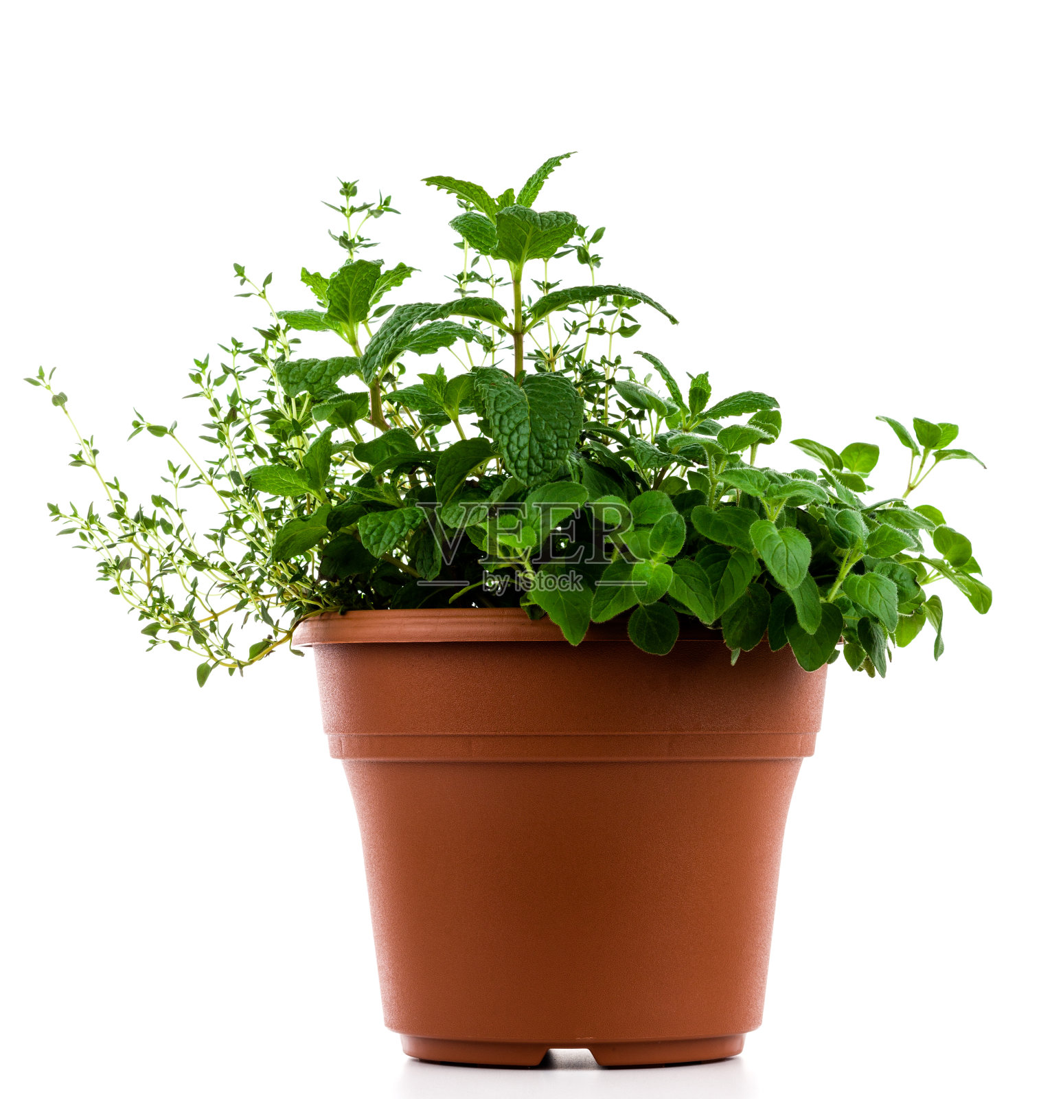 草本植物照片摄影图片