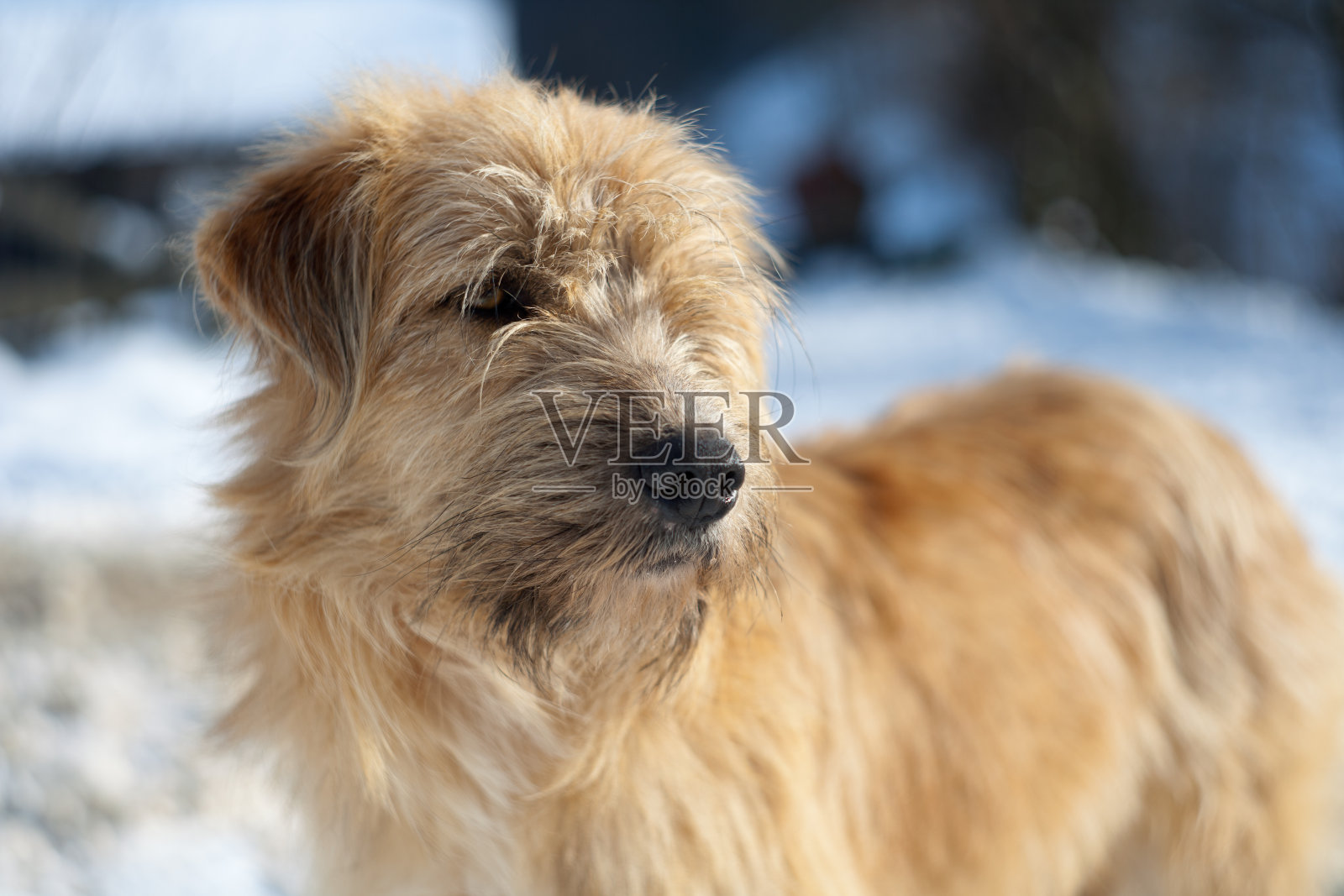 可爱的狗照片摄影图片