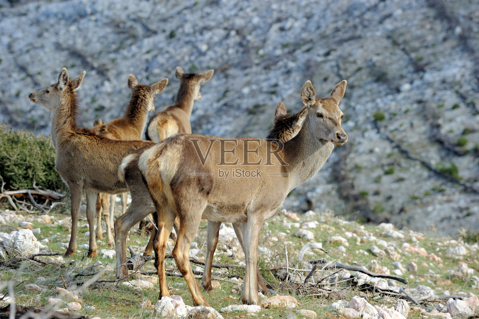 红鹿照片摄影图片