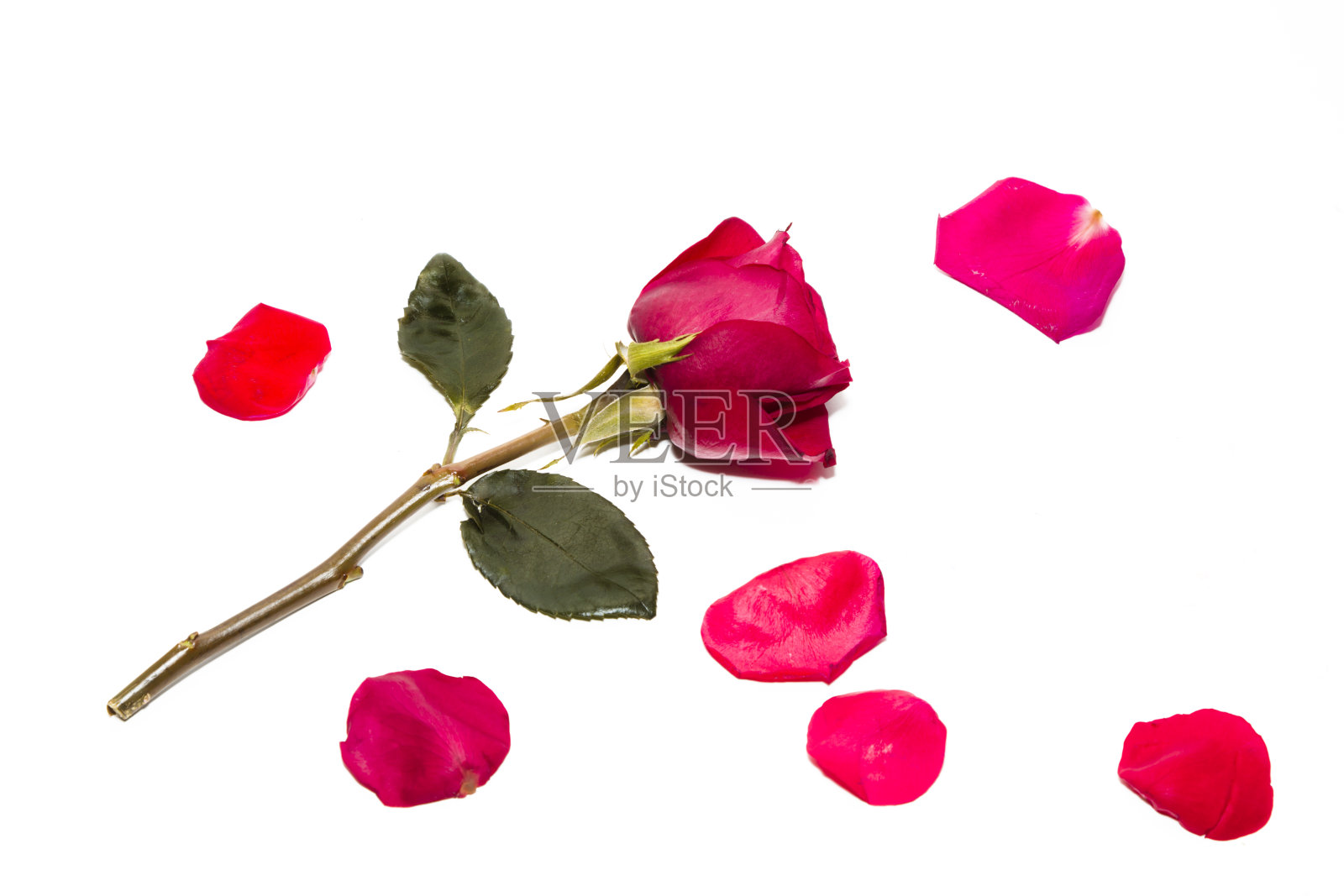 红玫瑰和花瓣照片摄影图片
