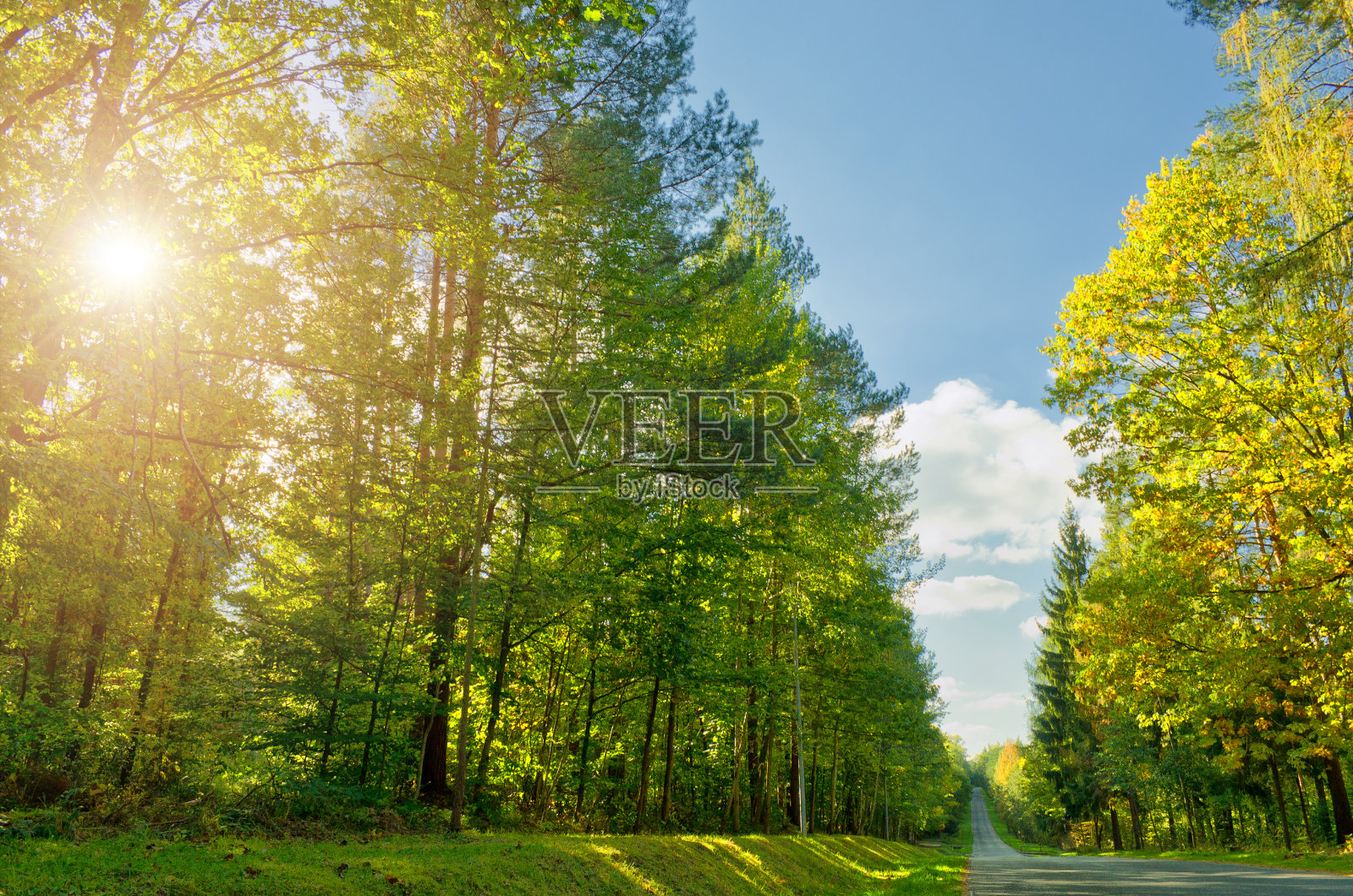 松树林与乡村街道照片摄影图片