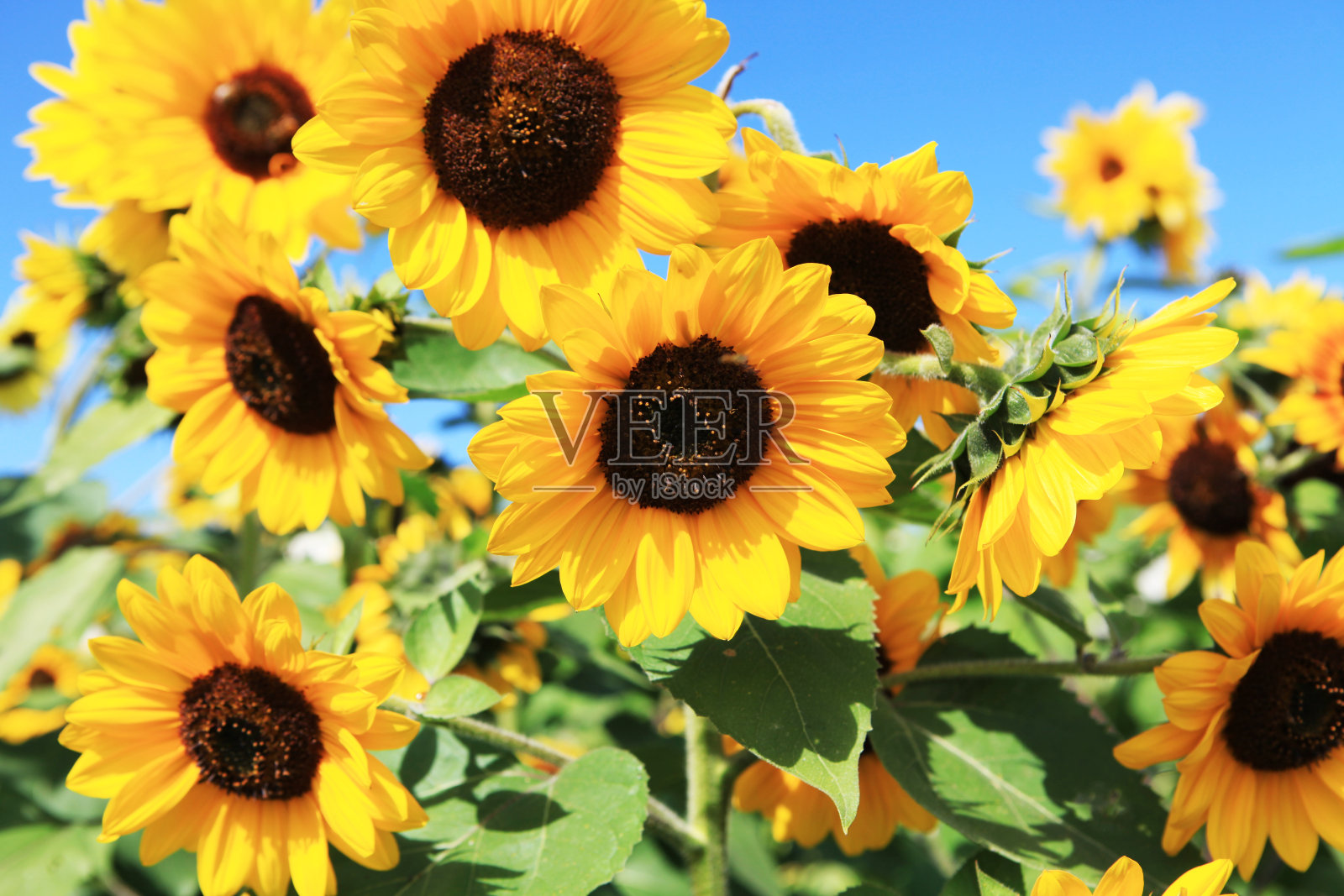 向日葵照片摄影图片