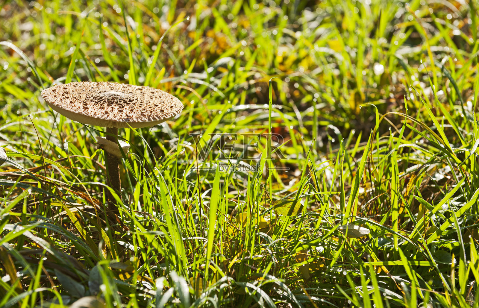 绿草如茵的阳伞蘑菇照片摄影图片