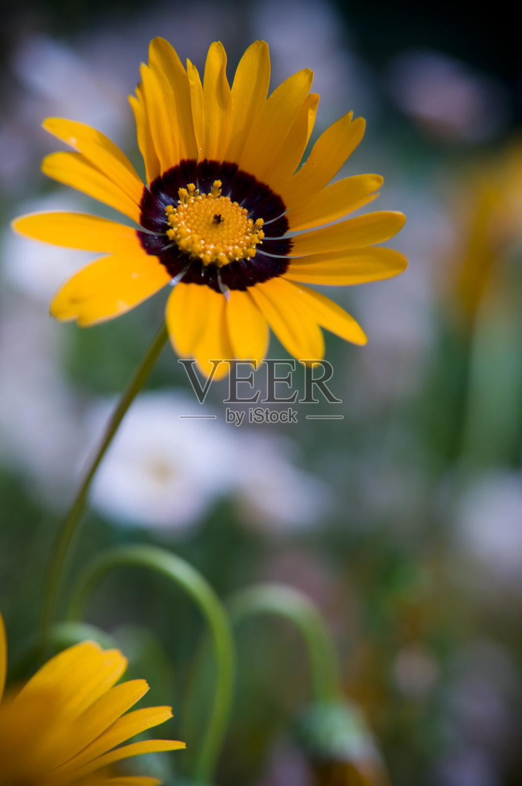 黄色的野花照片摄影图片