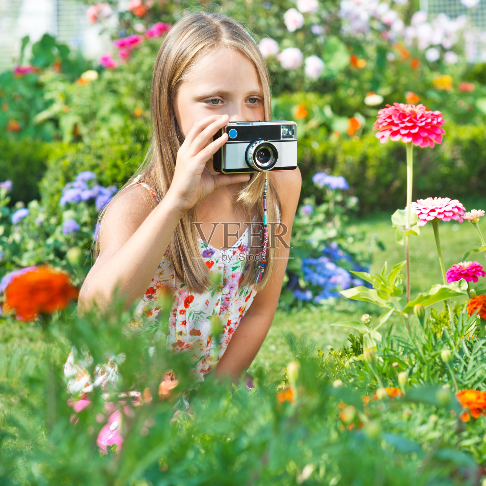 花拍的照片摄影图片