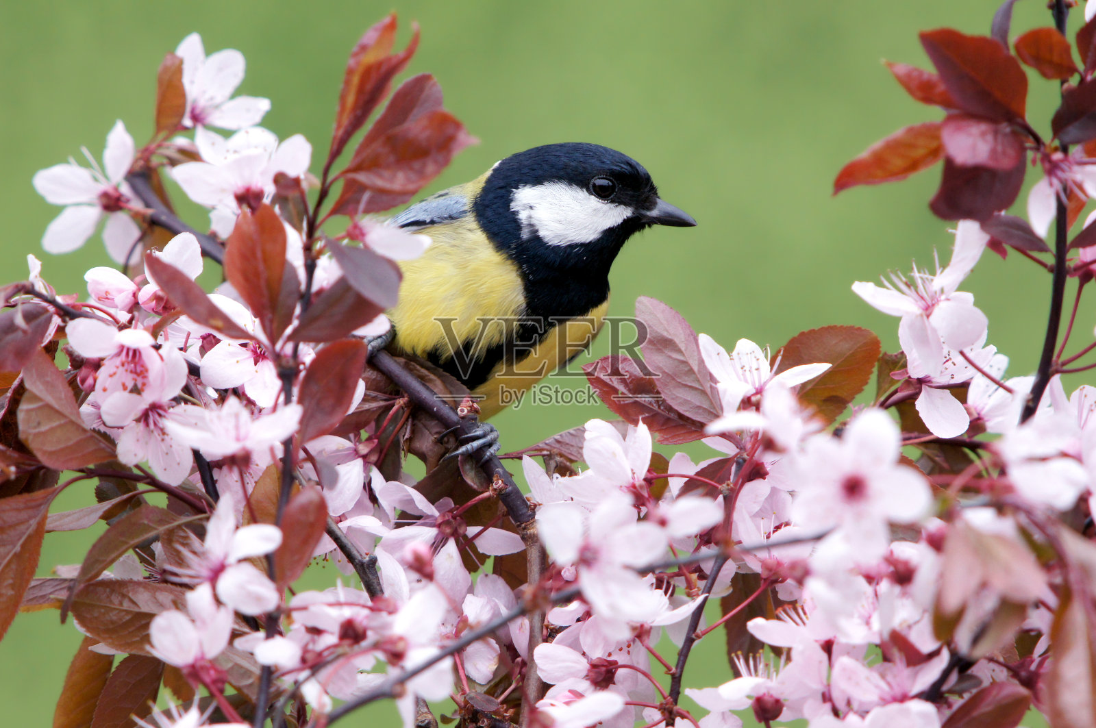 大山雀在开花的小枝上照片摄影图片