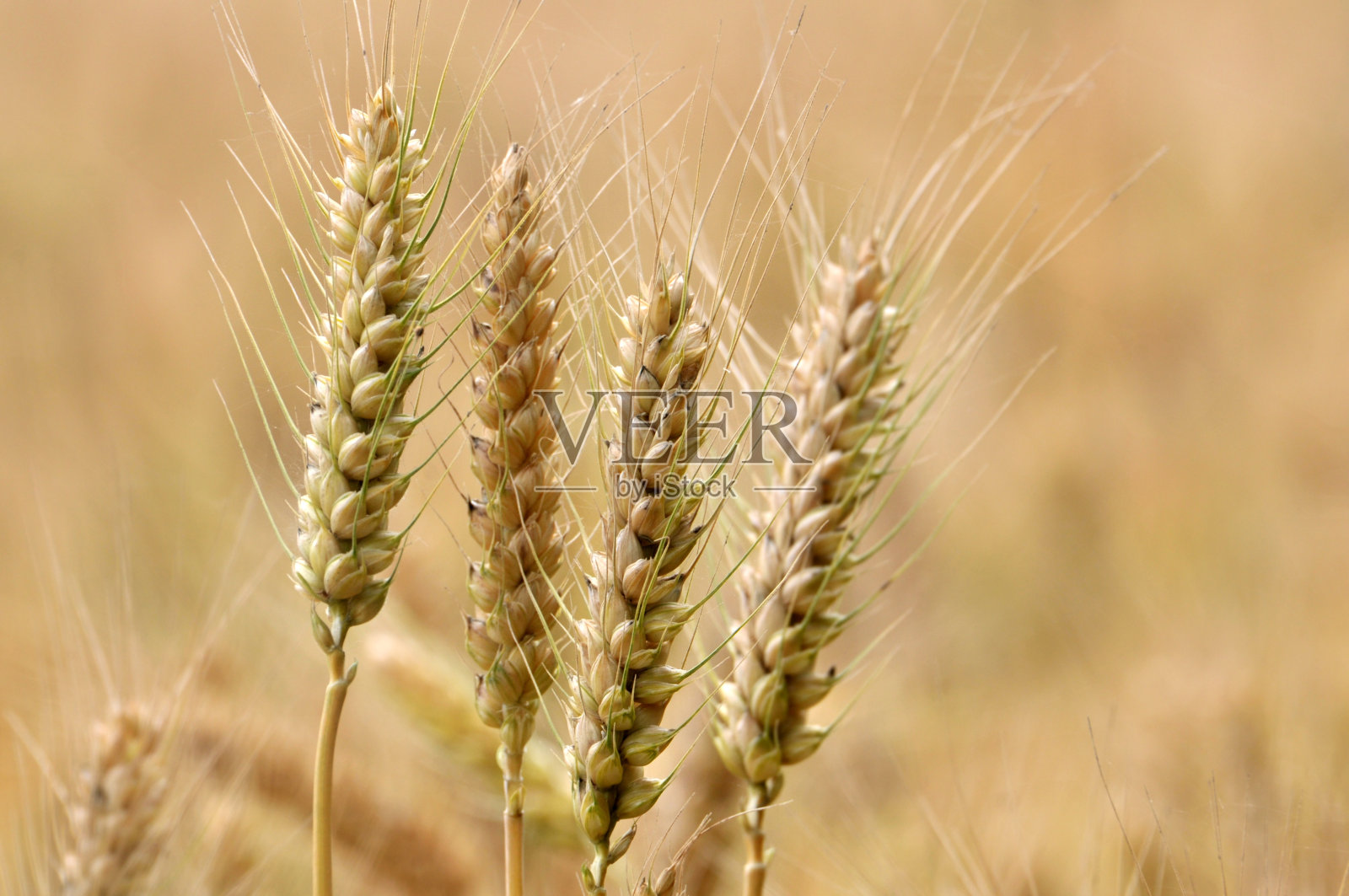 麦穗照片摄影图片