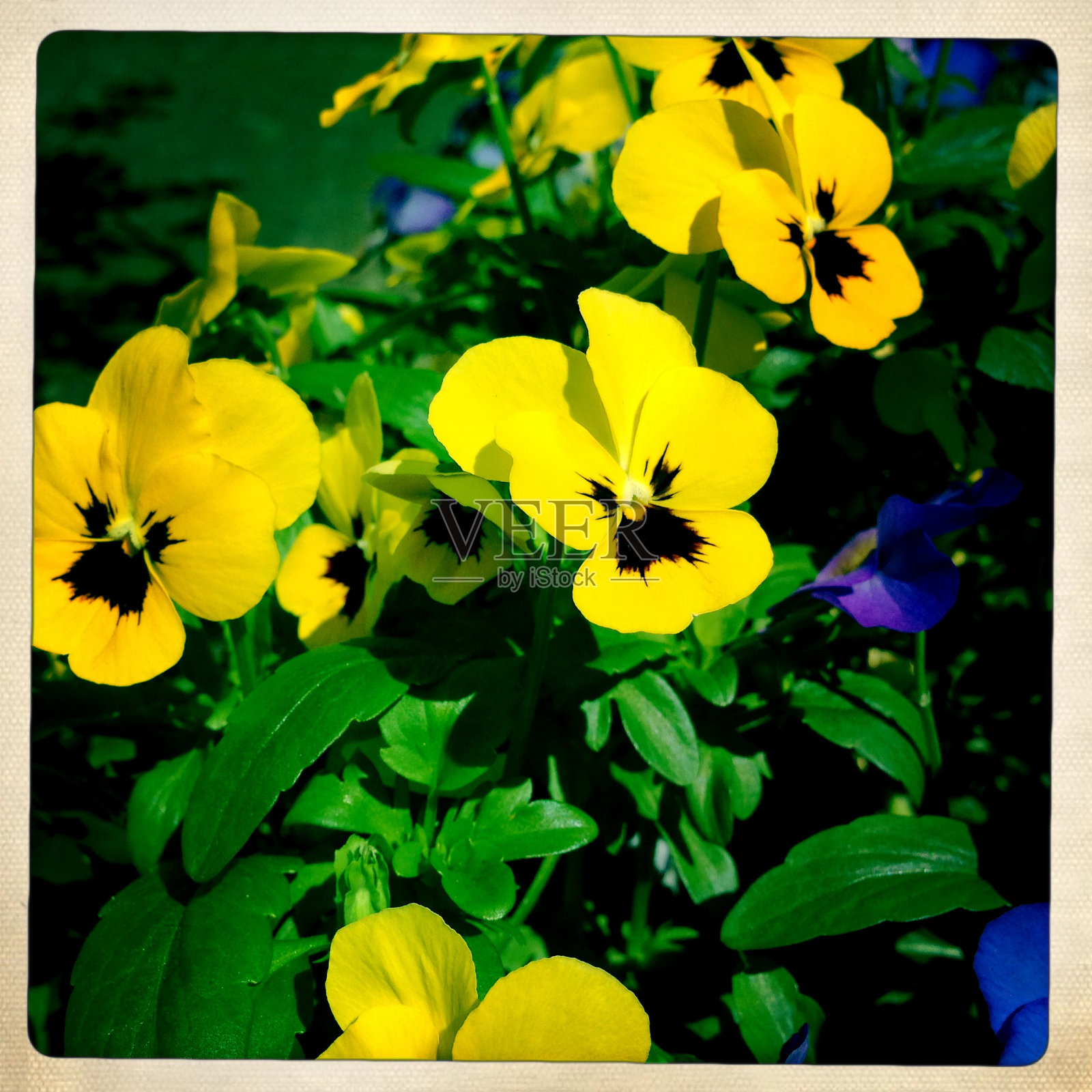 三色紫罗兰照片摄影图片