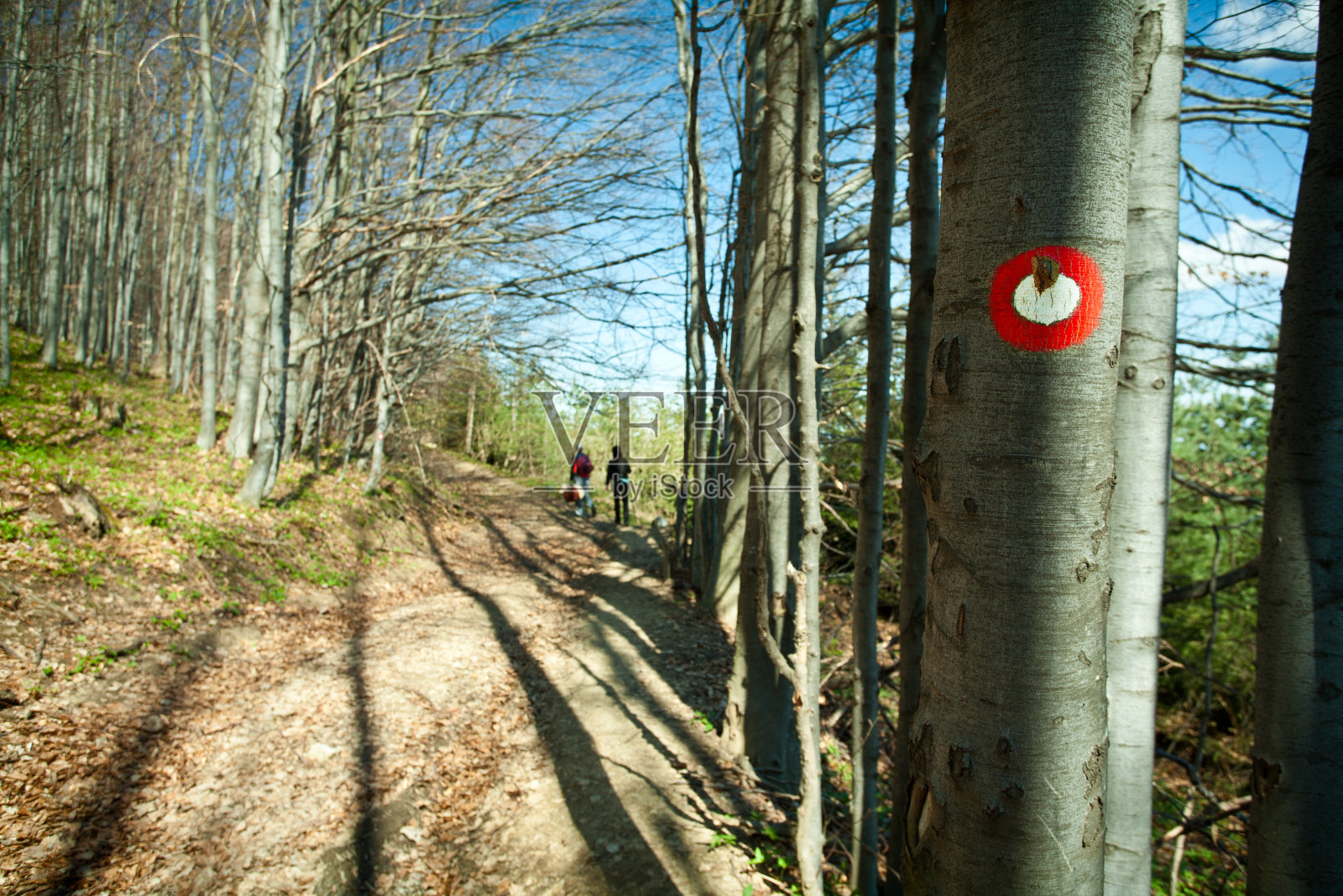 山毛榉木照片摄影图片