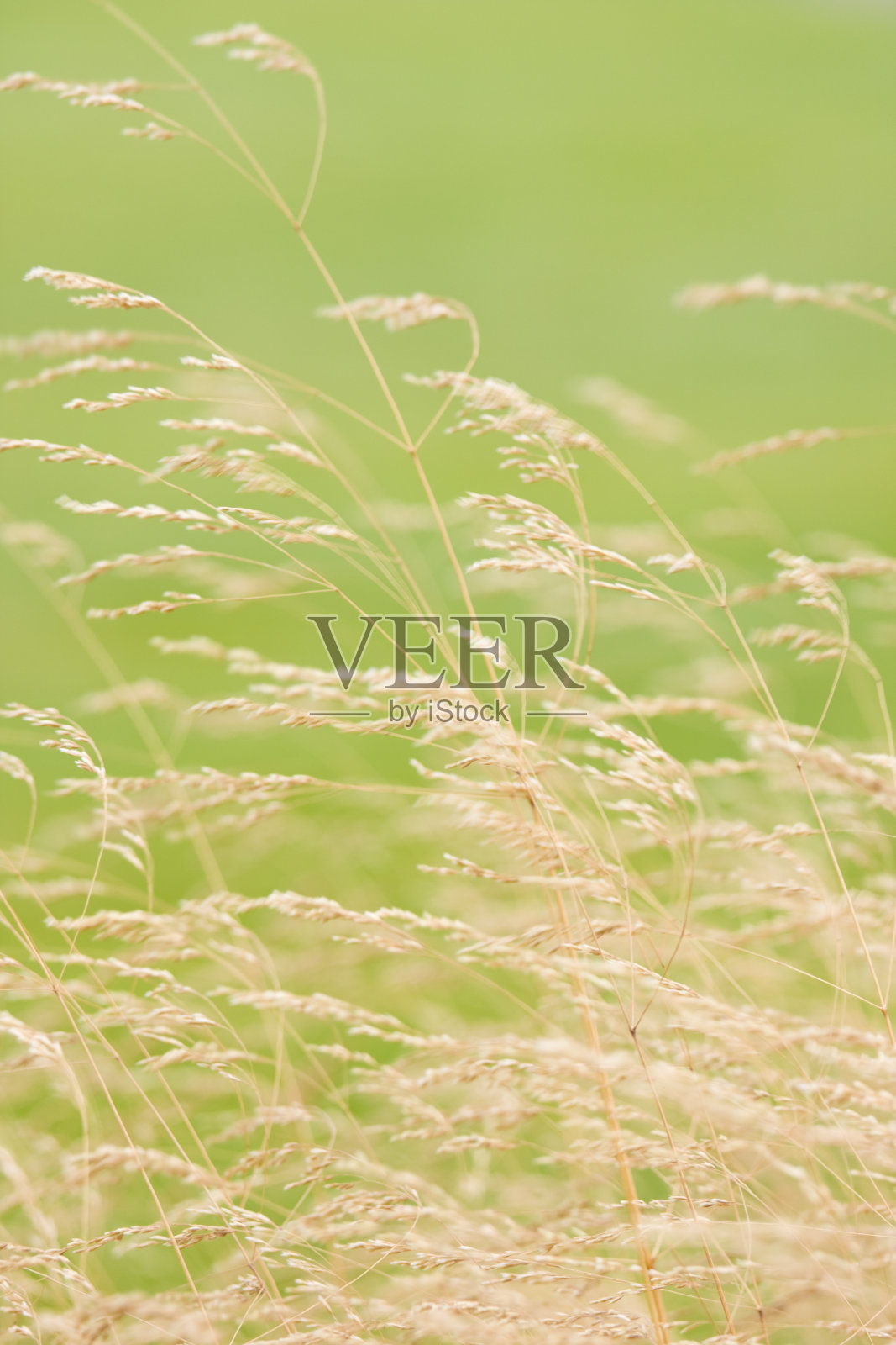 草照片摄影图片