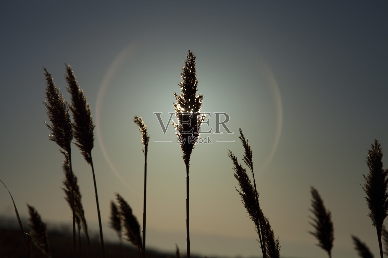 草的剪影。照片摄影图片