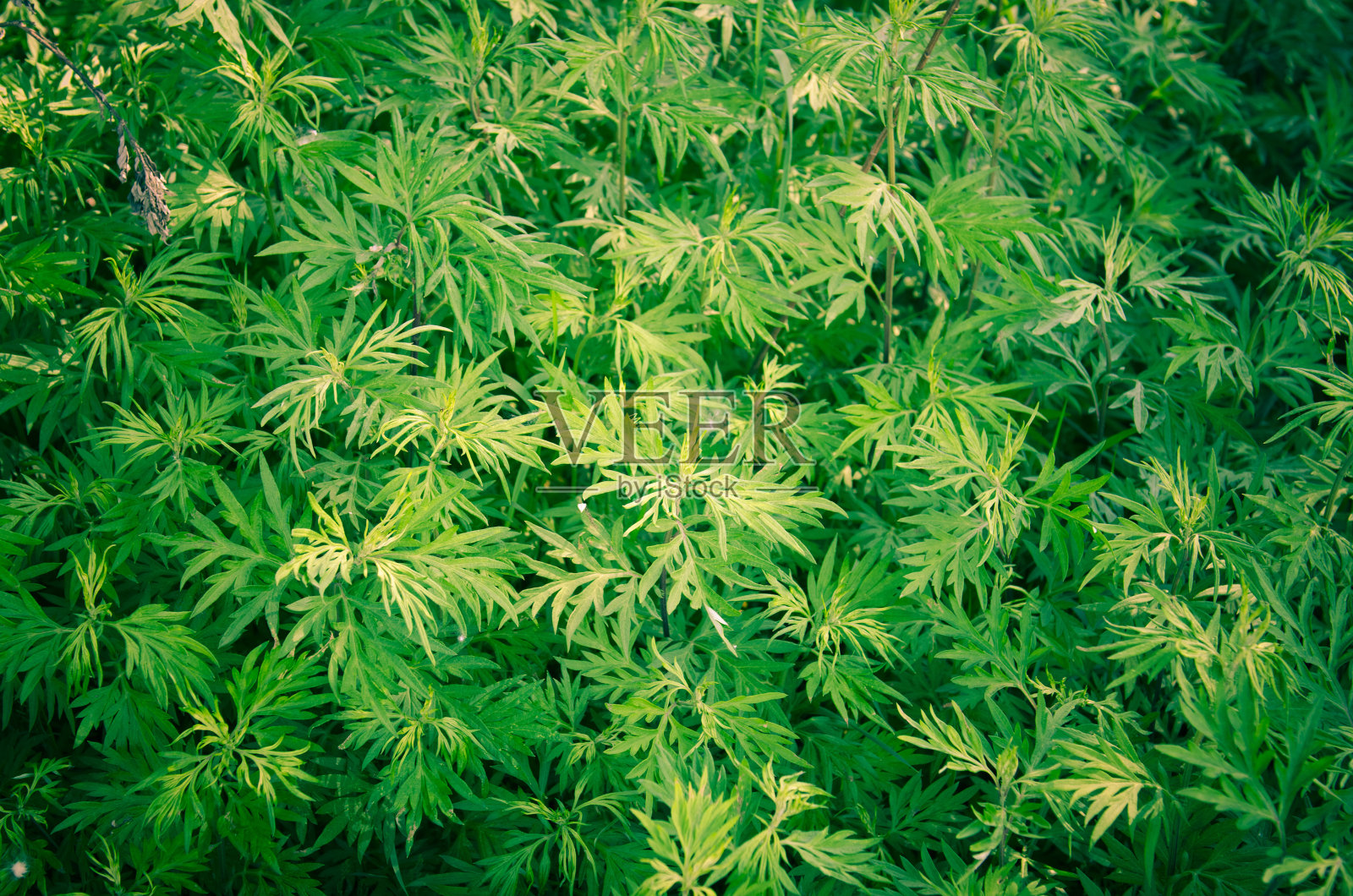 大麻植物灌木照片摄影图片