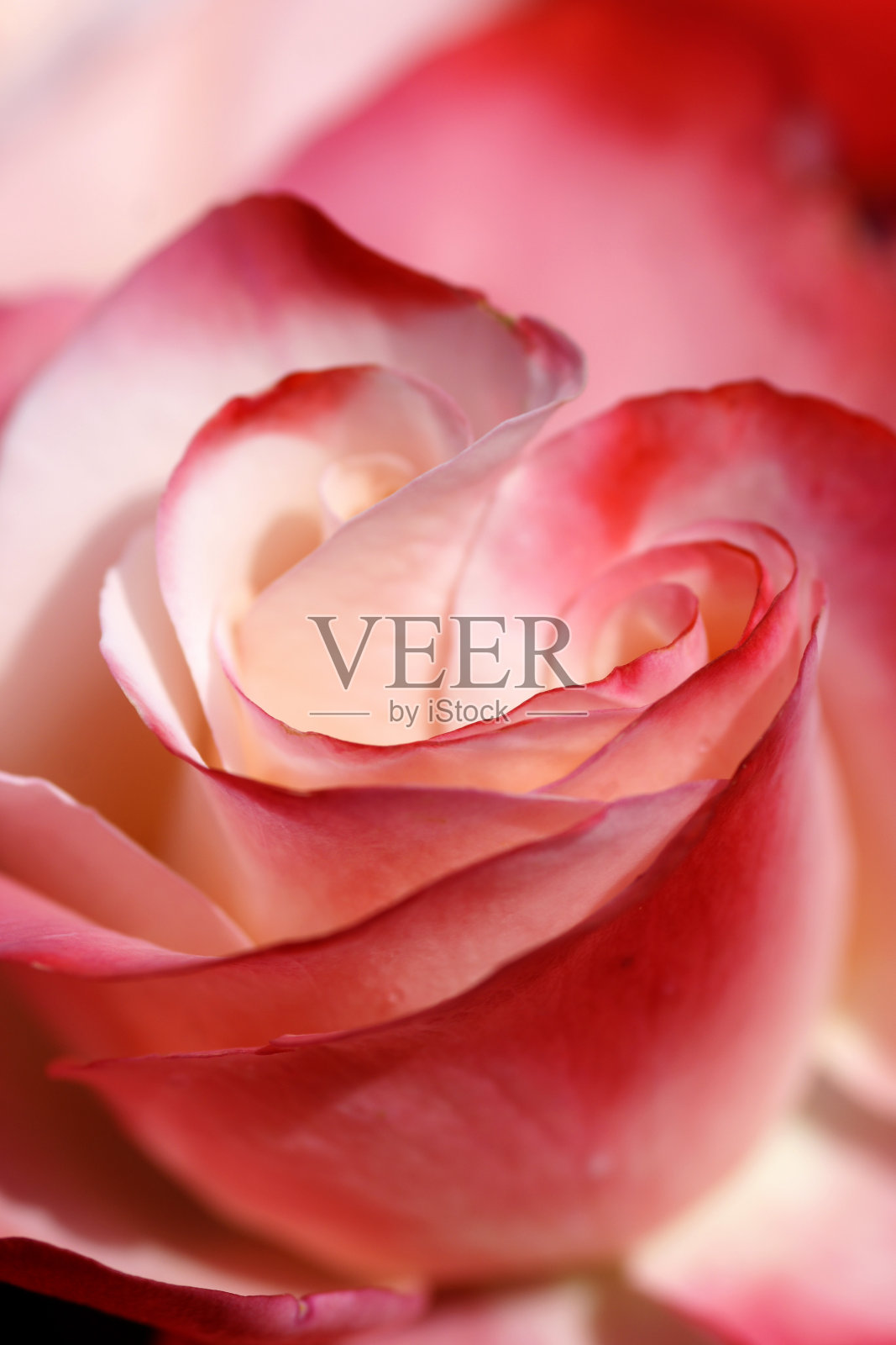 玫瑰花的细节照片摄影图片