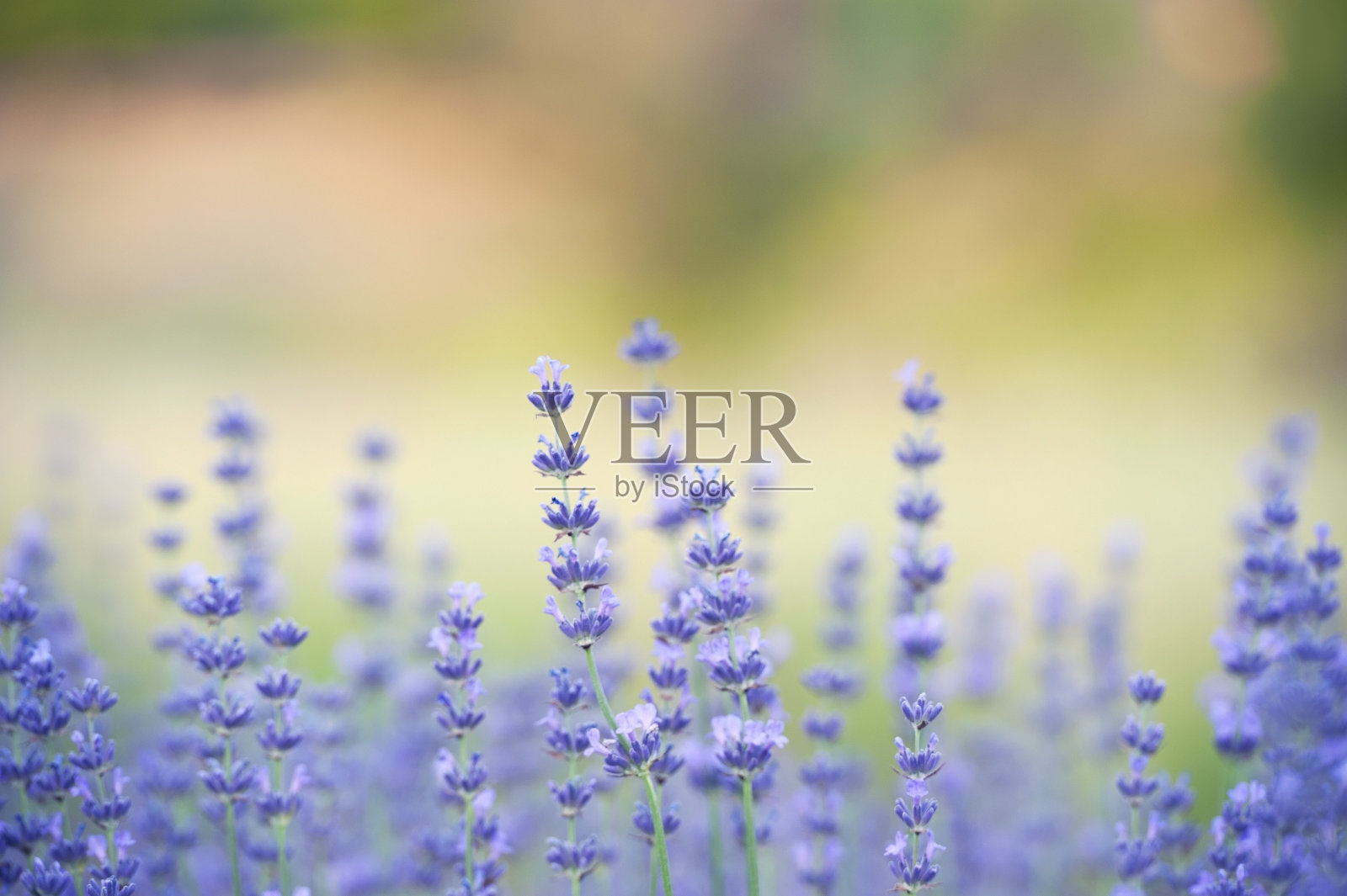 薰衣草照片摄影图片