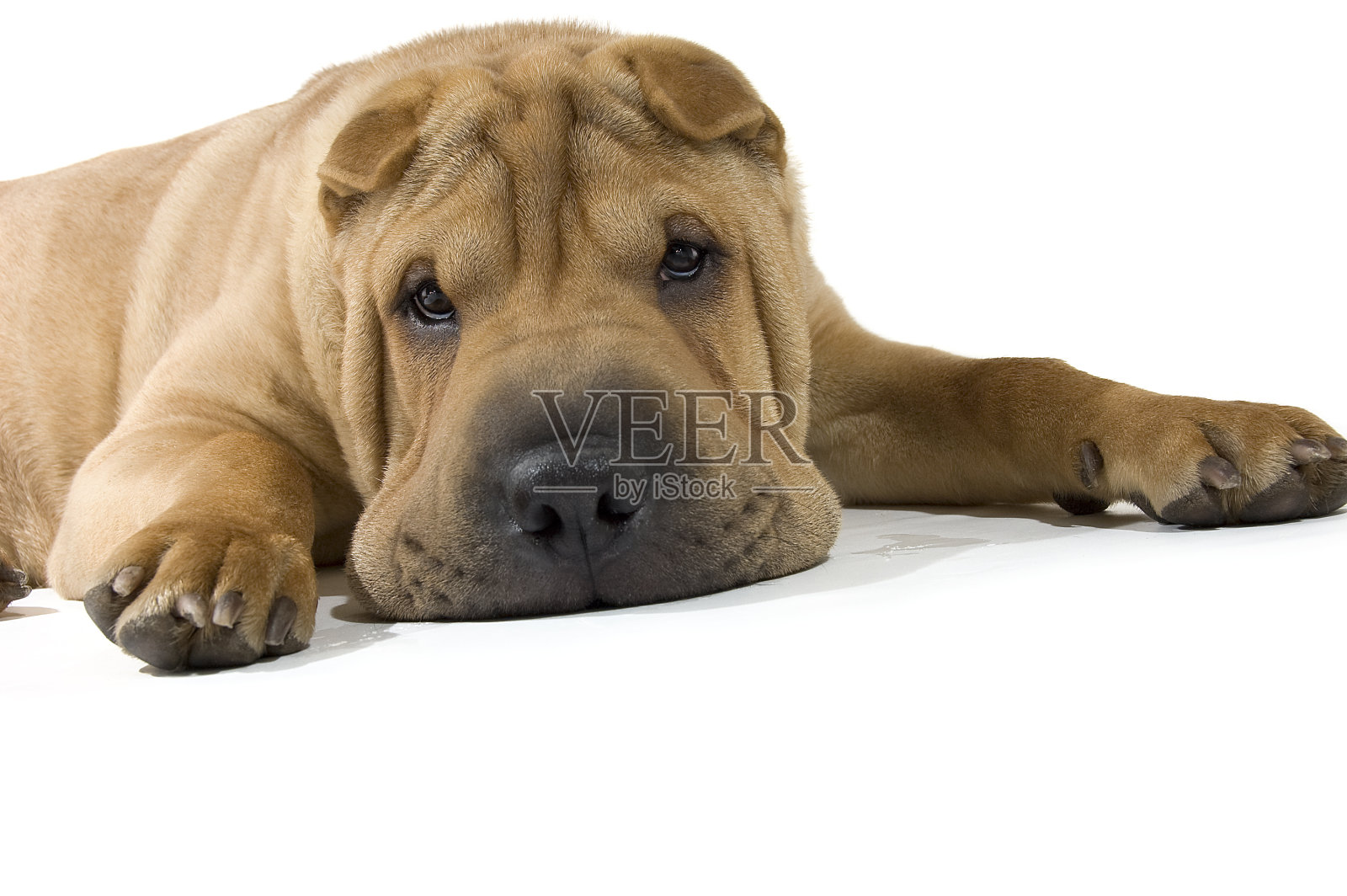 沙皮小狗躺下照片摄影图片