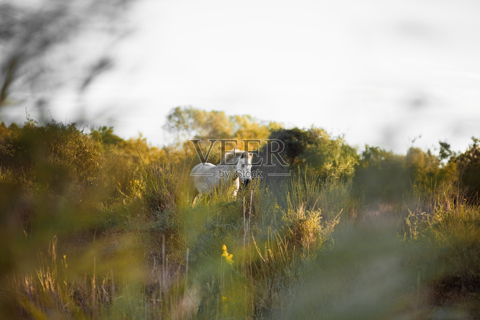 camargue马照片摄影图片