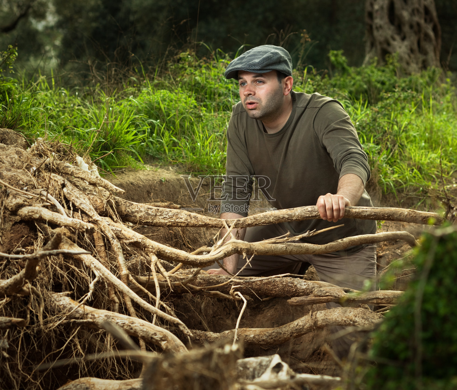童话般的橄榄森林里的卡斯克特人照片摄影图片