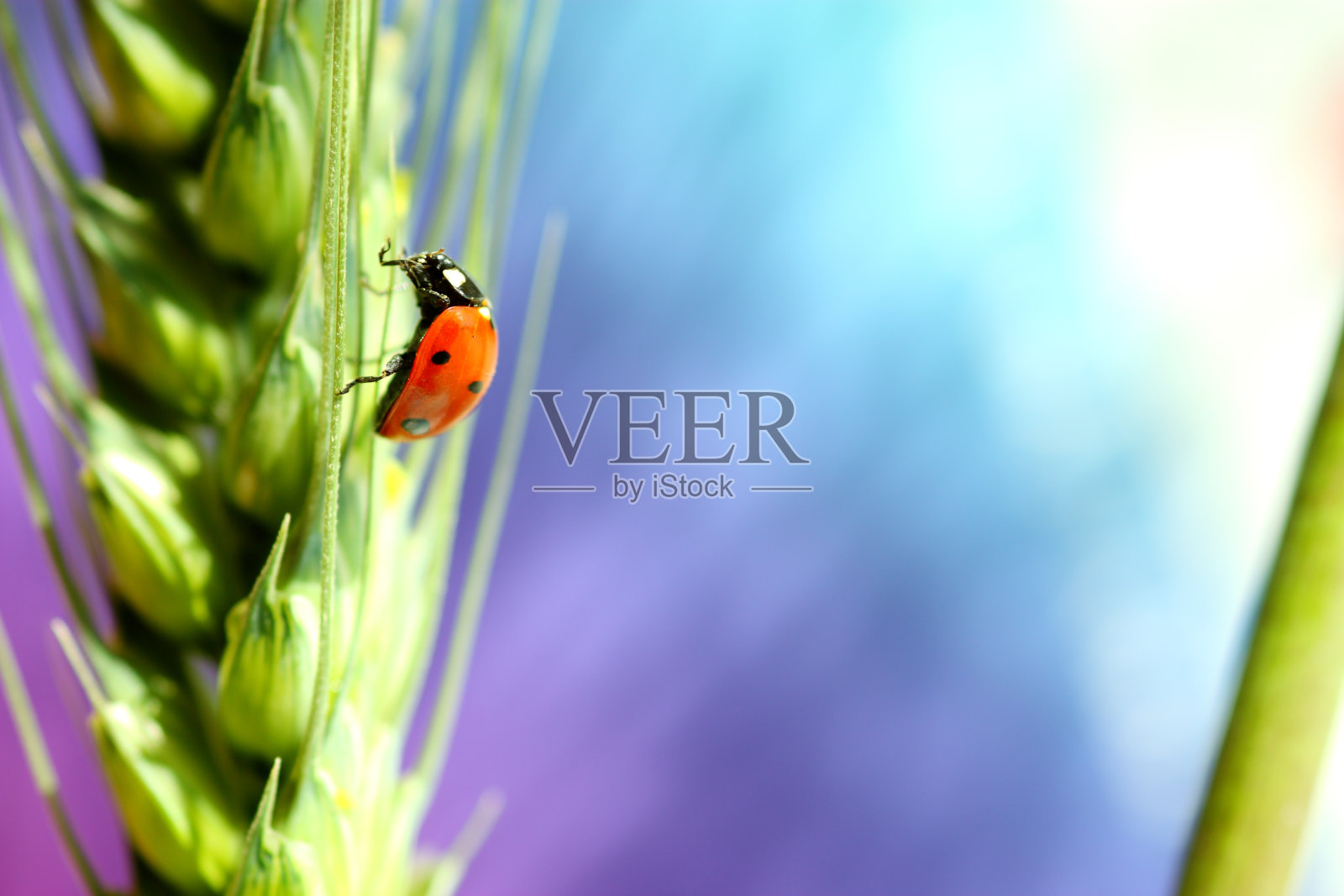 瓢虫对小麦照片摄影图片